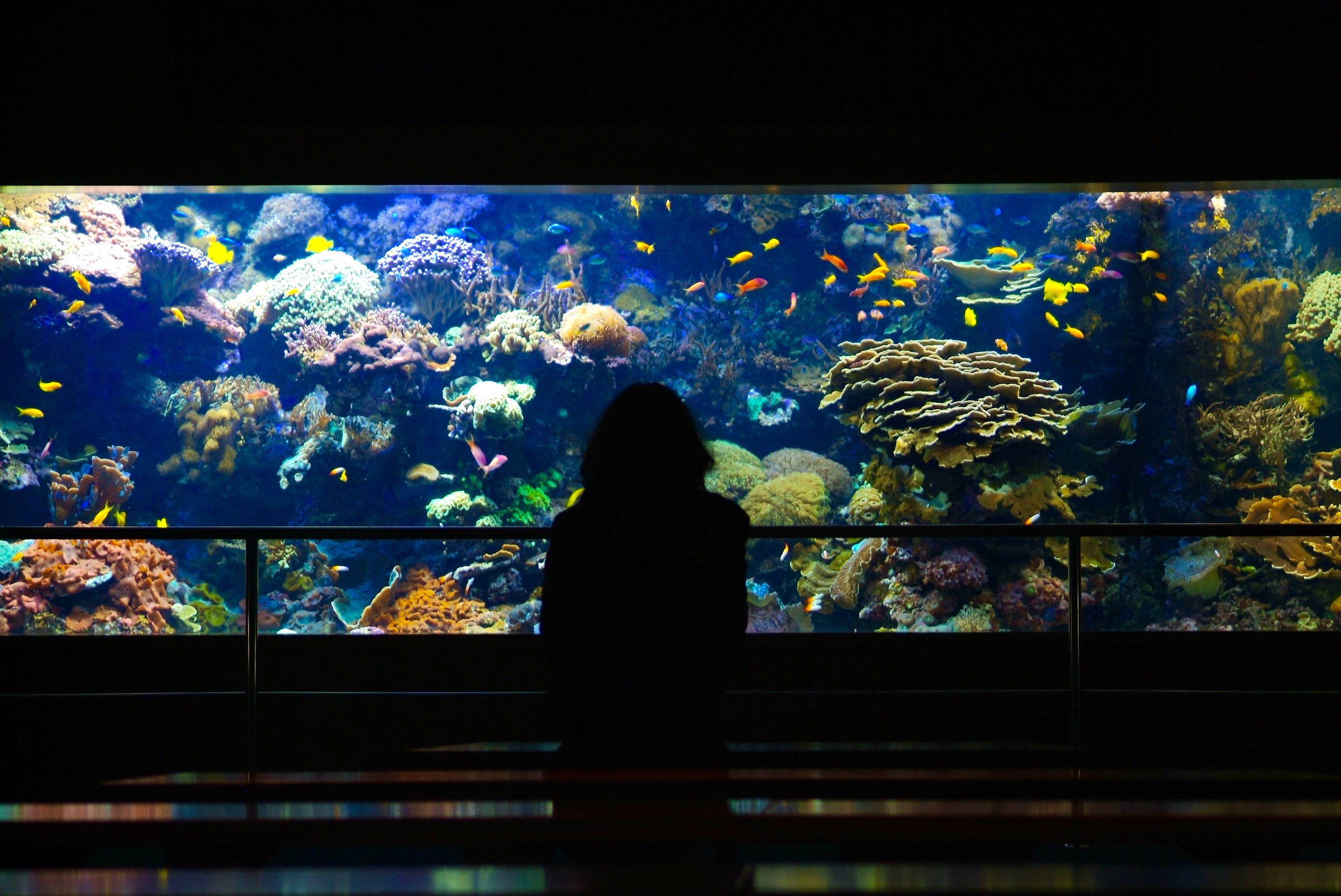 Viaggio al parco oceanografico