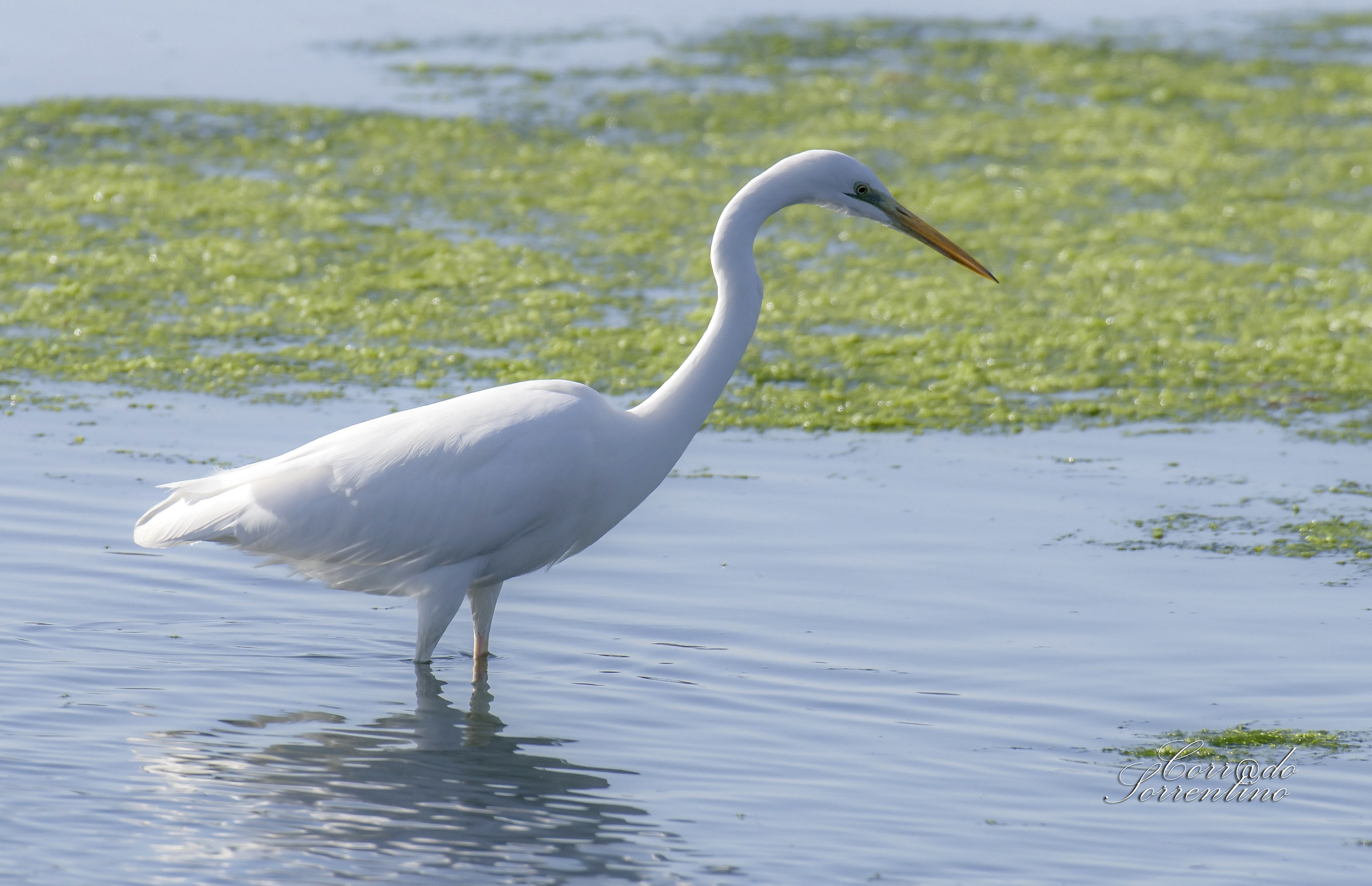 Airone bianco maggiore