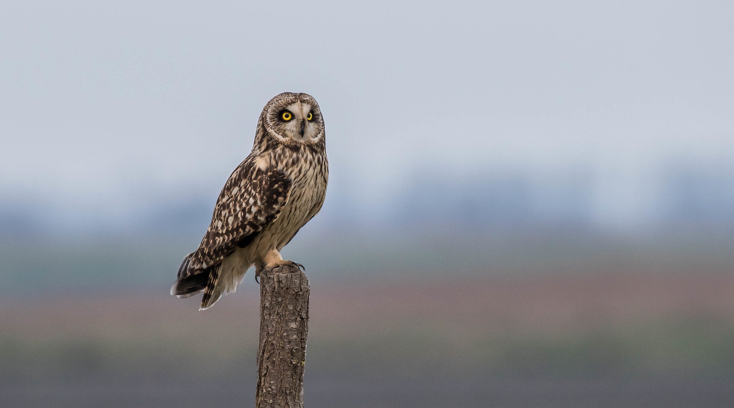 Gòf d'val (gufo di palude)