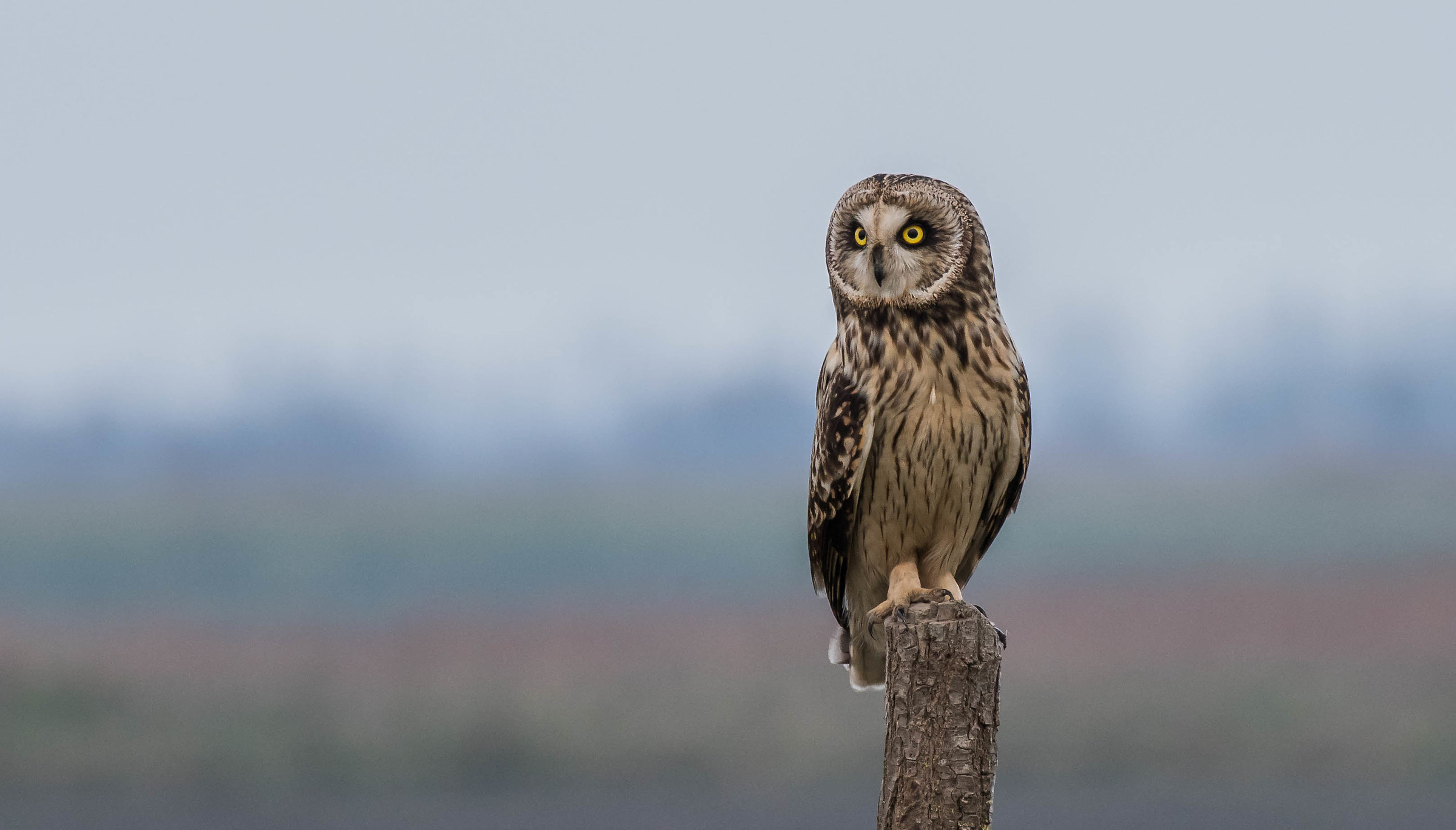Gòf d'val (gufo di palude)