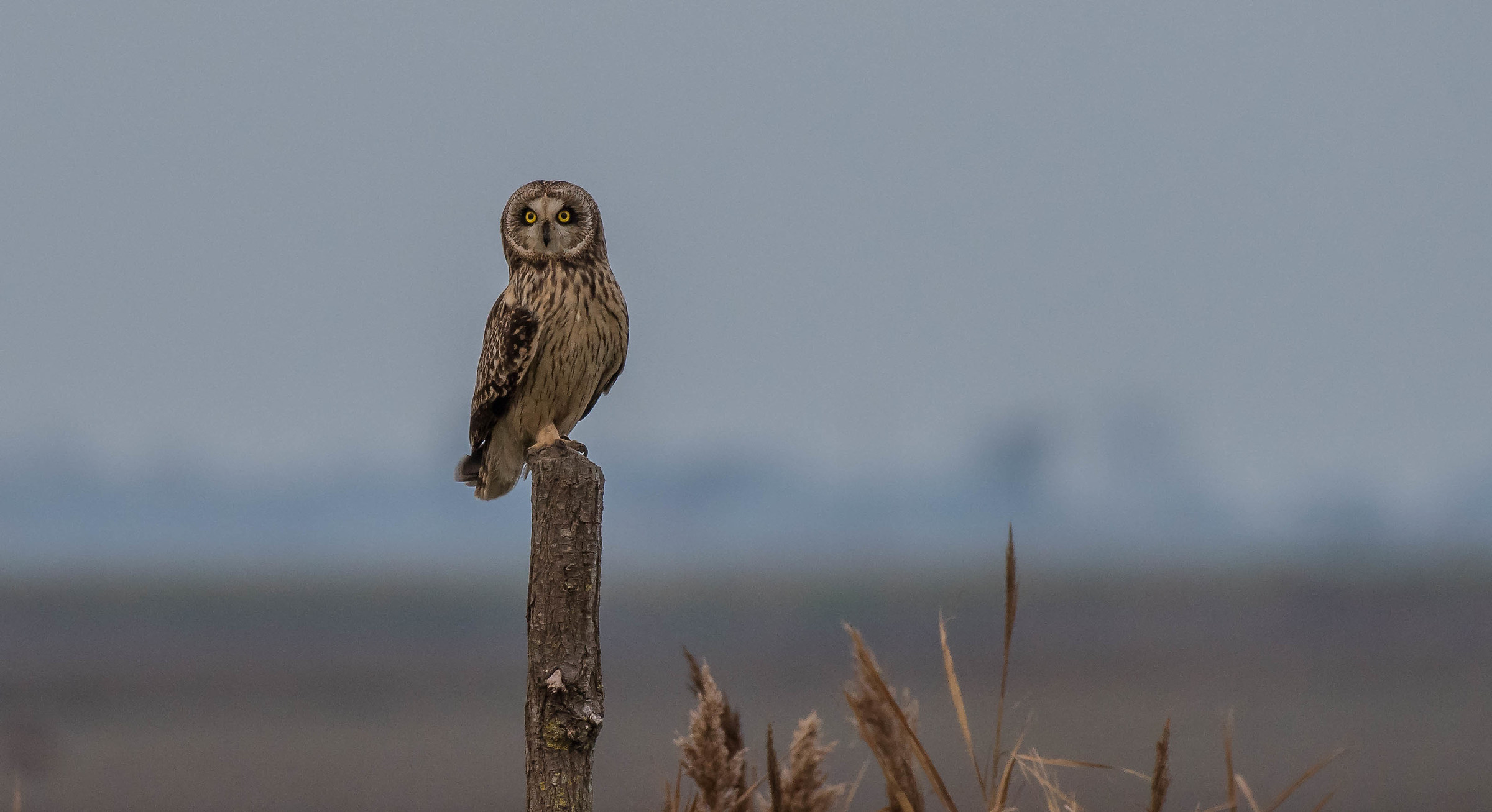 Gòf d'val (marsh owl)