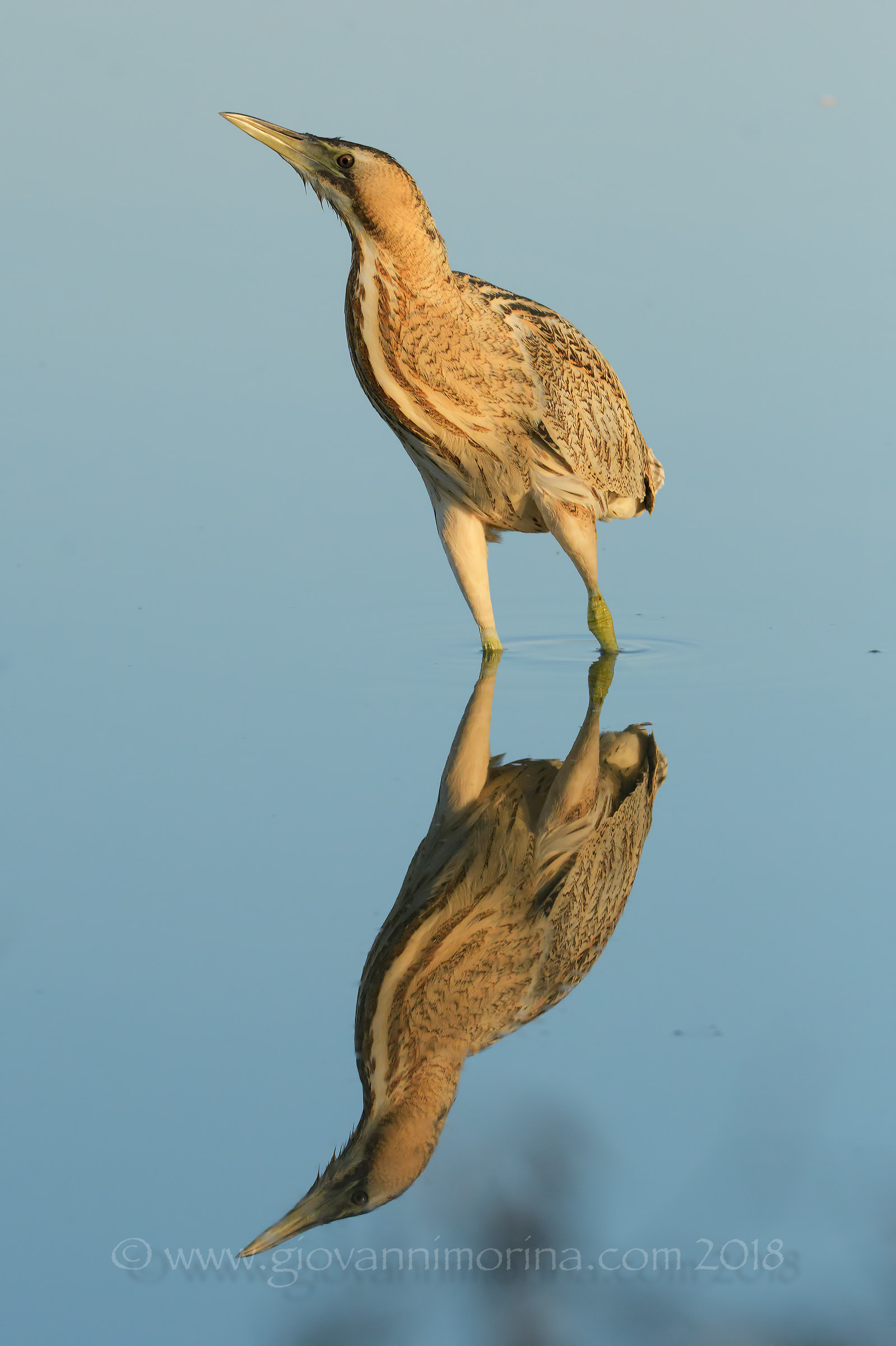 Tarabuso...allo specchio