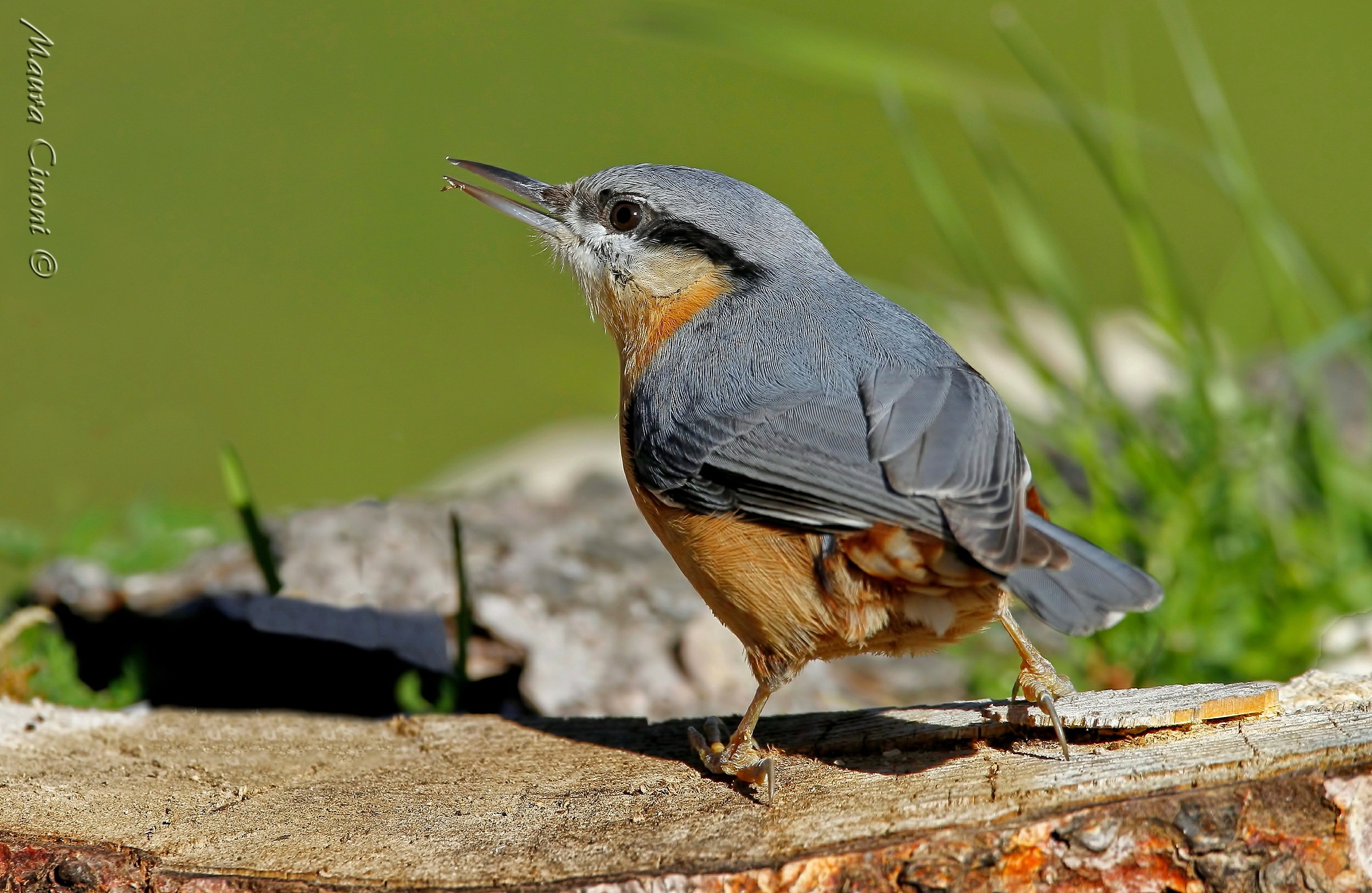 Nuthatch