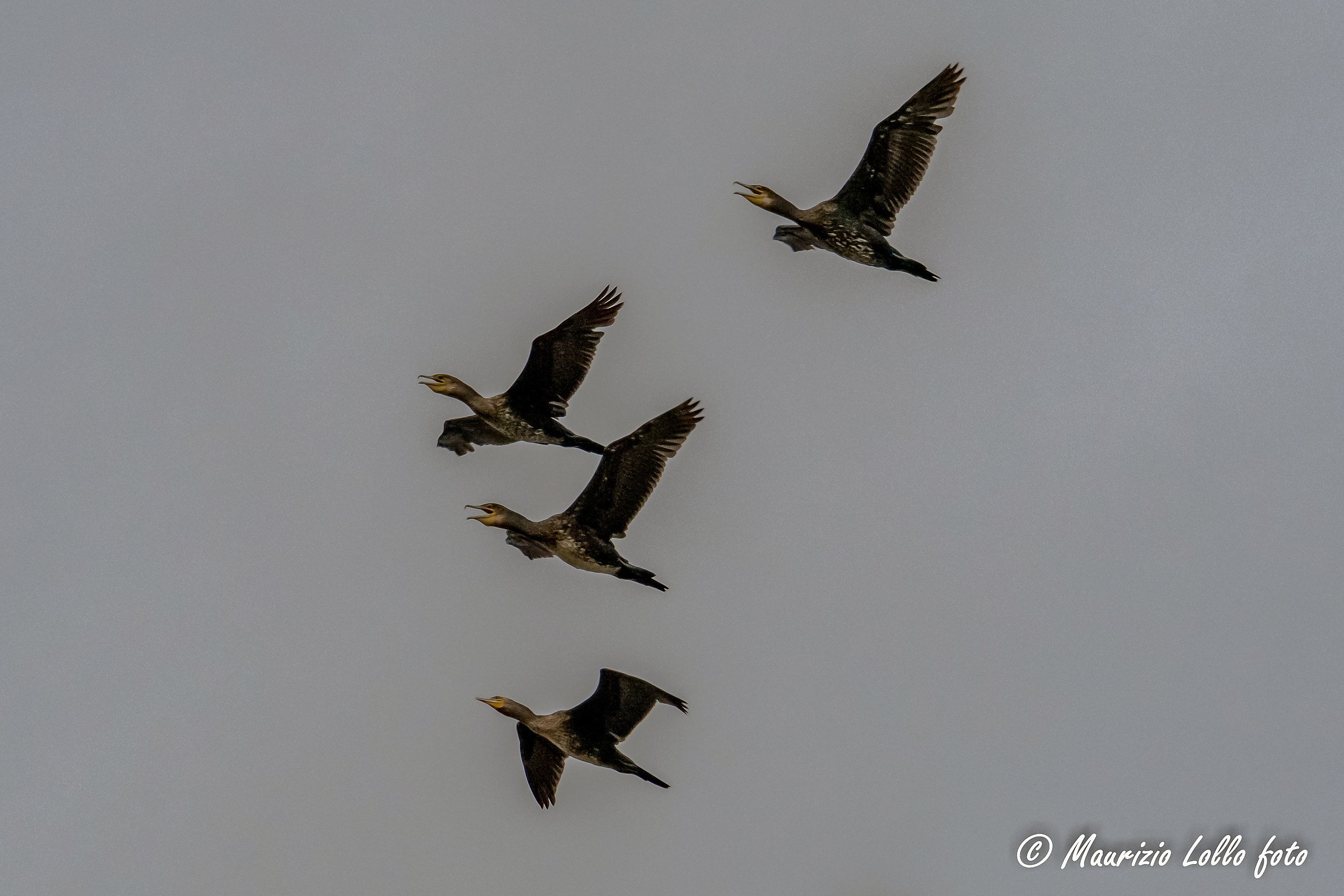 Cormorani felici di andare a dormire (tutti meno uno)
