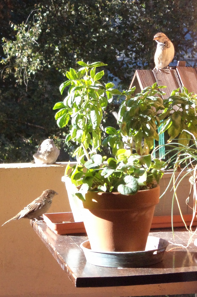 passerotti sul balcone