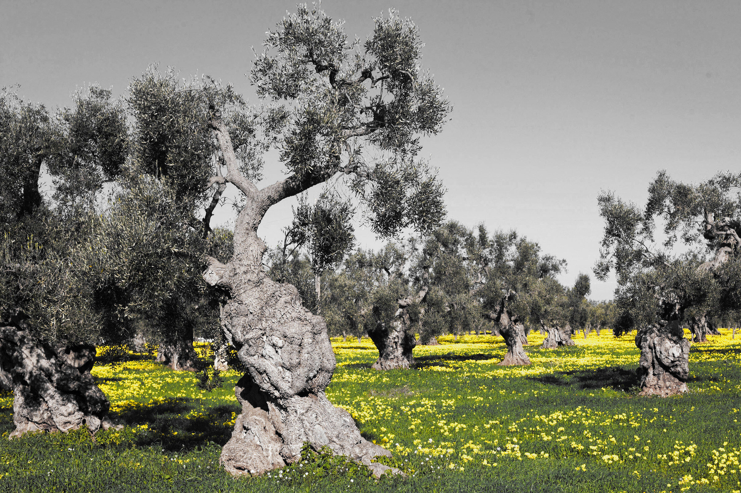 olive trees and sorrel