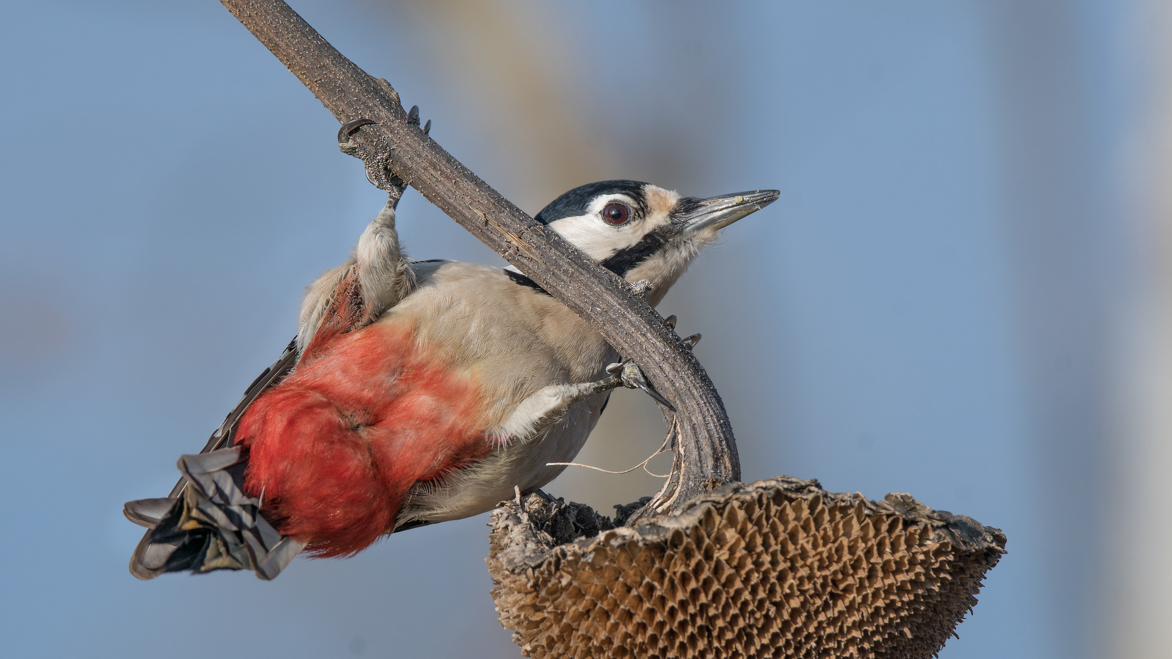 Red Woodpecker