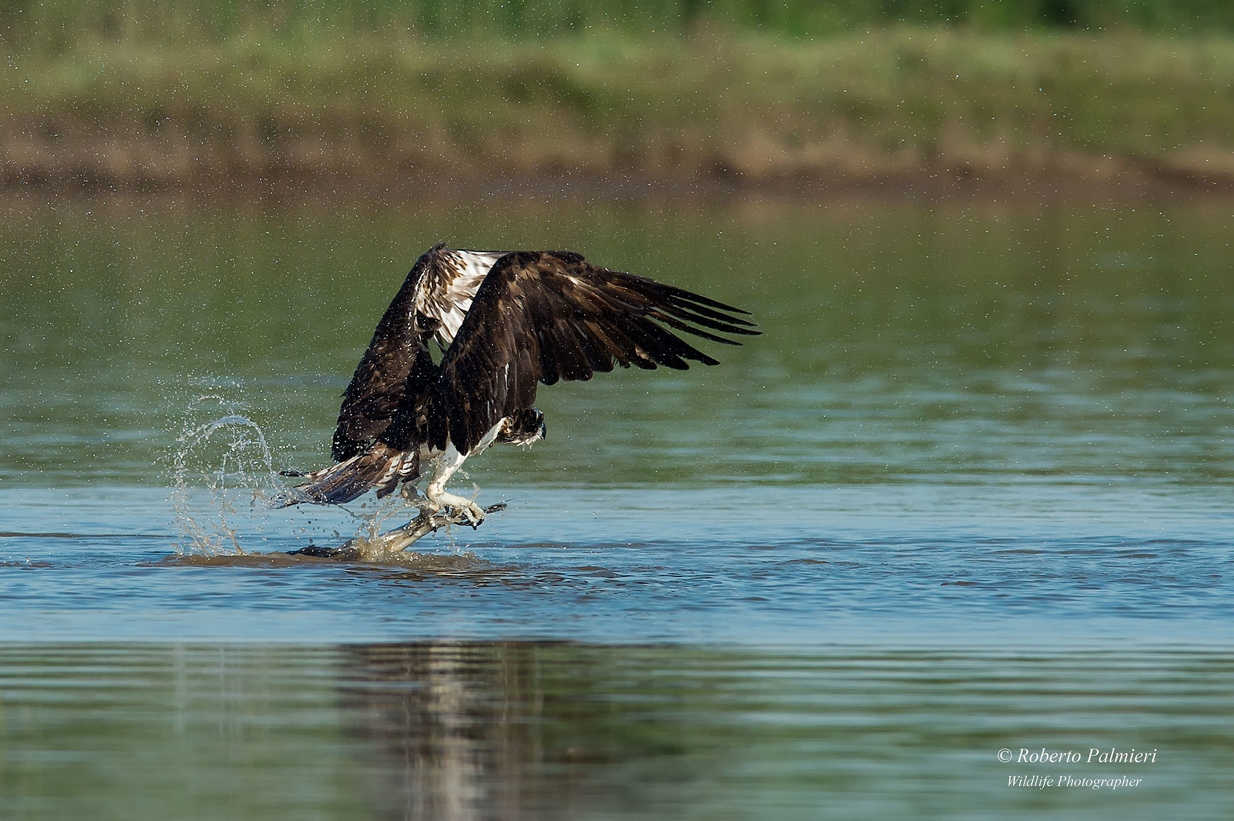 Osprey Take Off