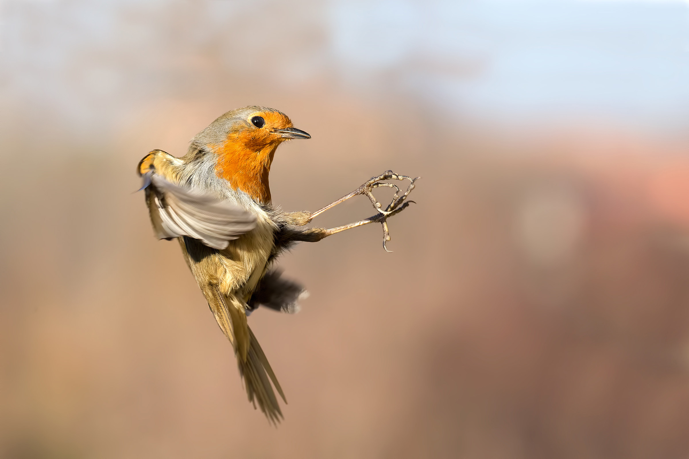 Pettirosso on the defensive