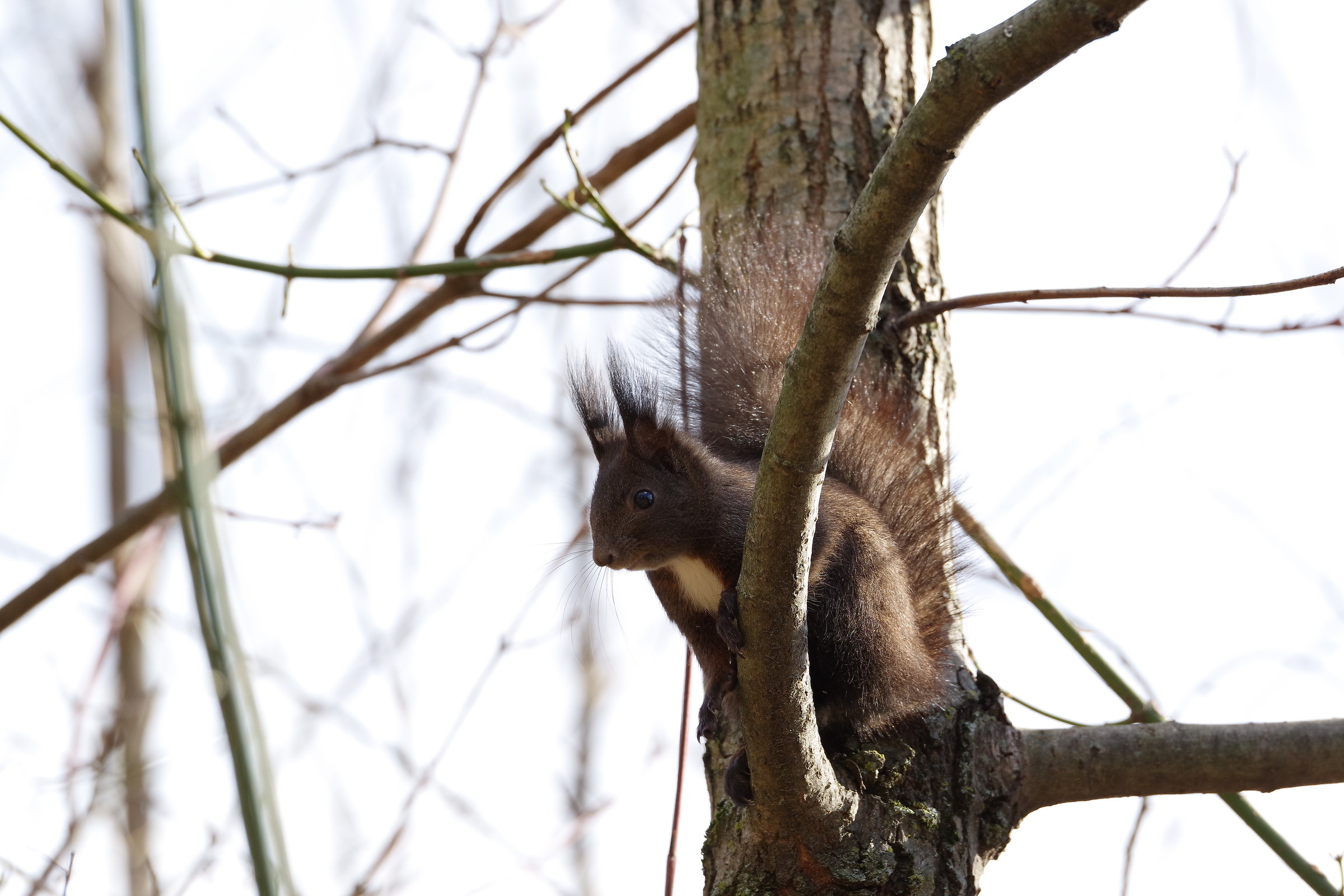 Young Red Squirrel
