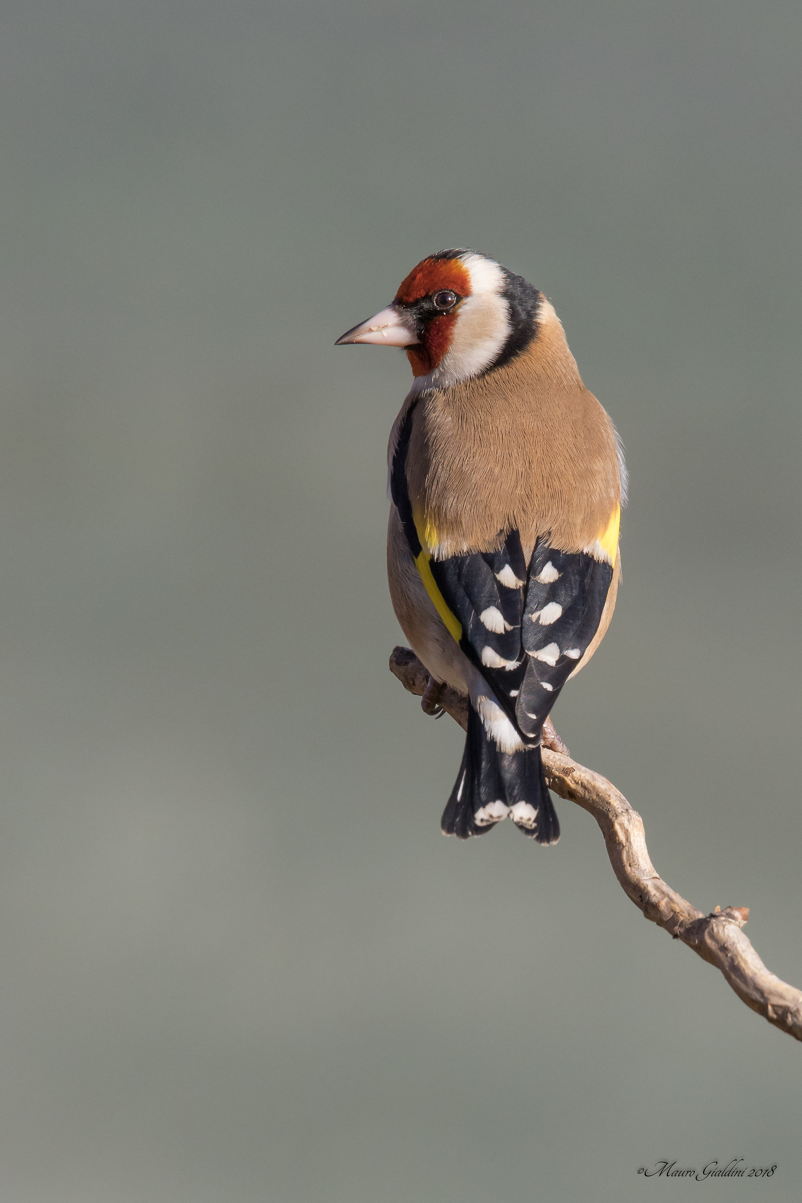 Ritratto di Cardellino