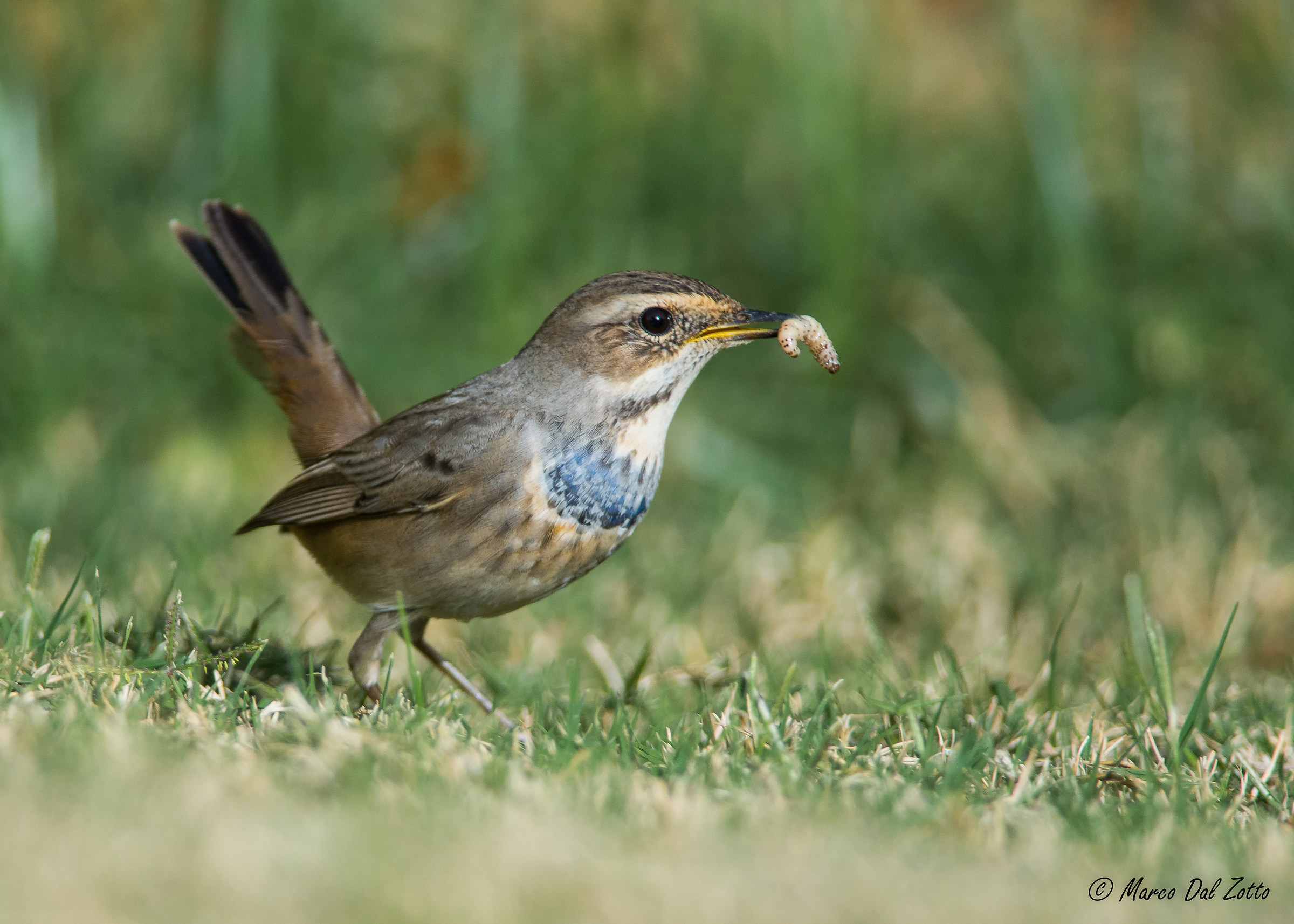 Pettazzurro di Sharm
