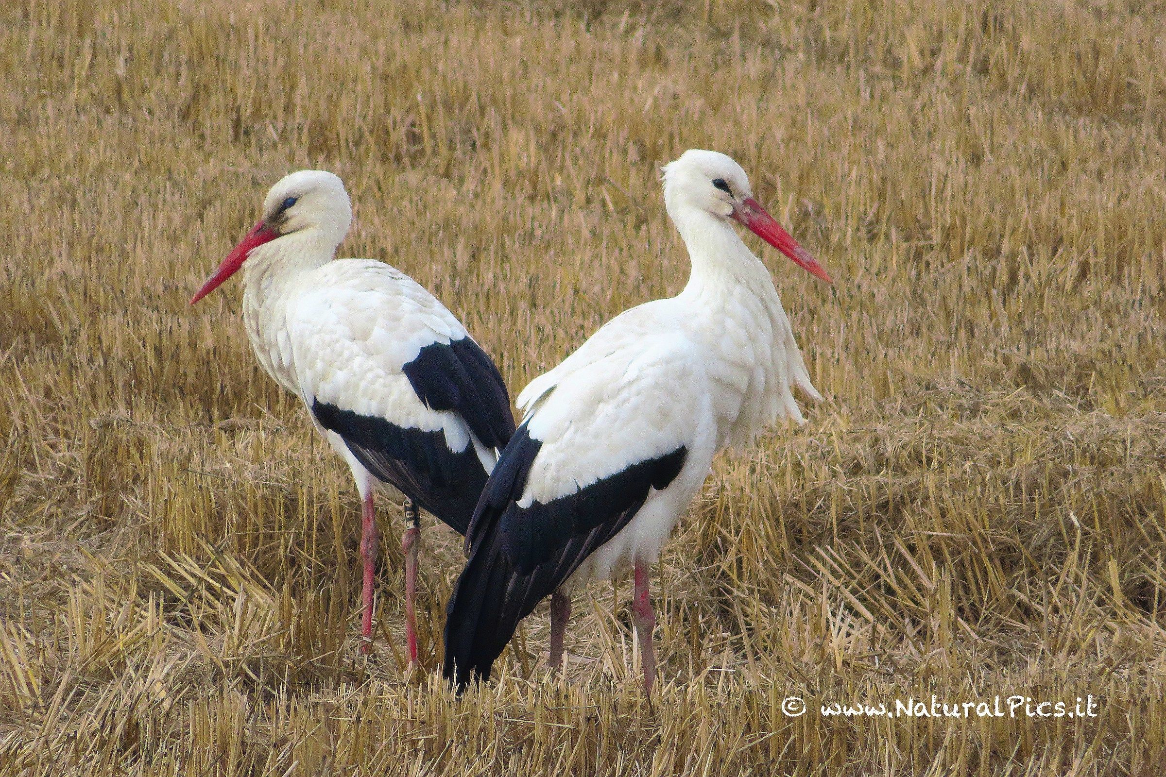 storks