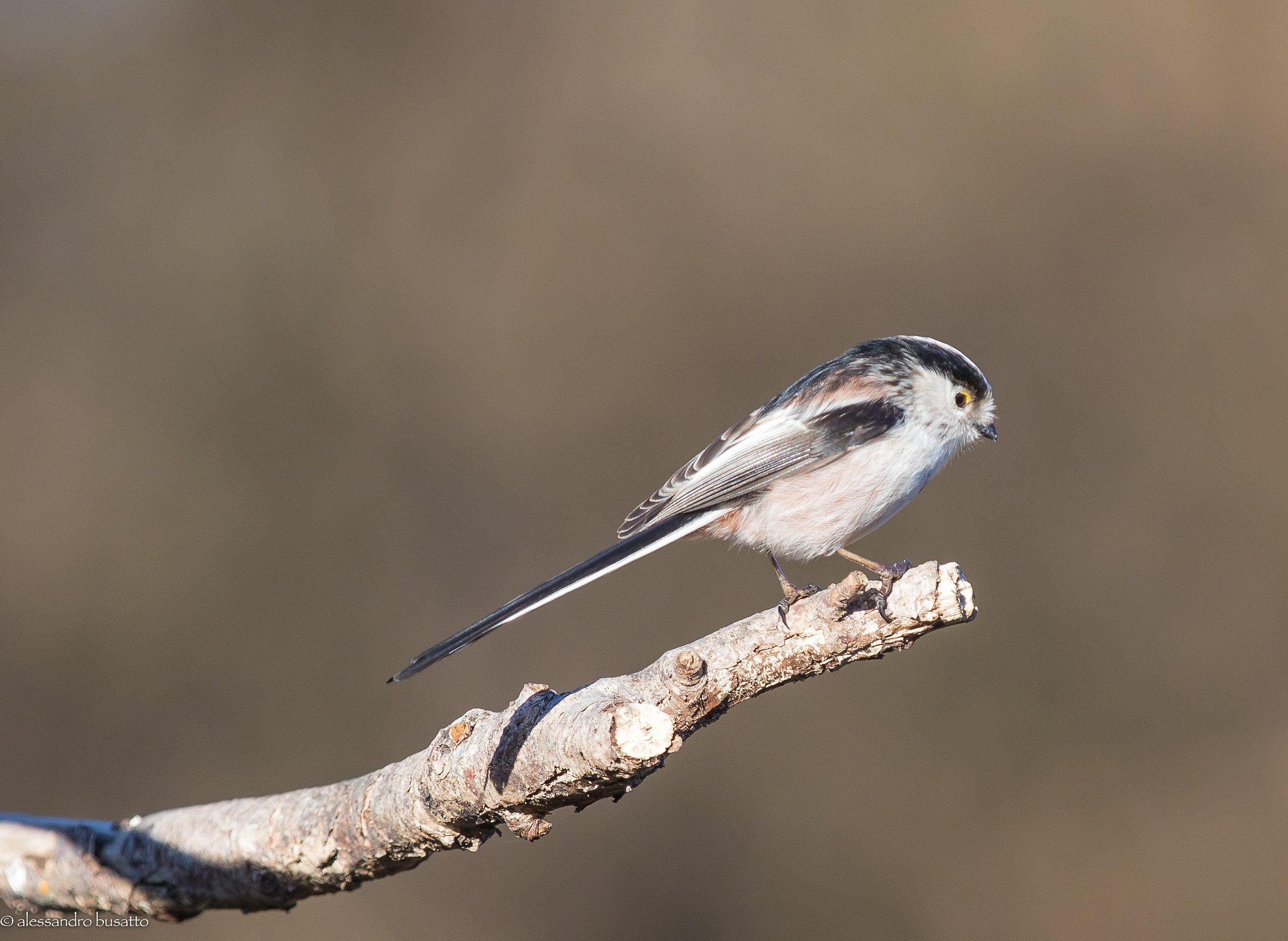 Long-tailed Tit