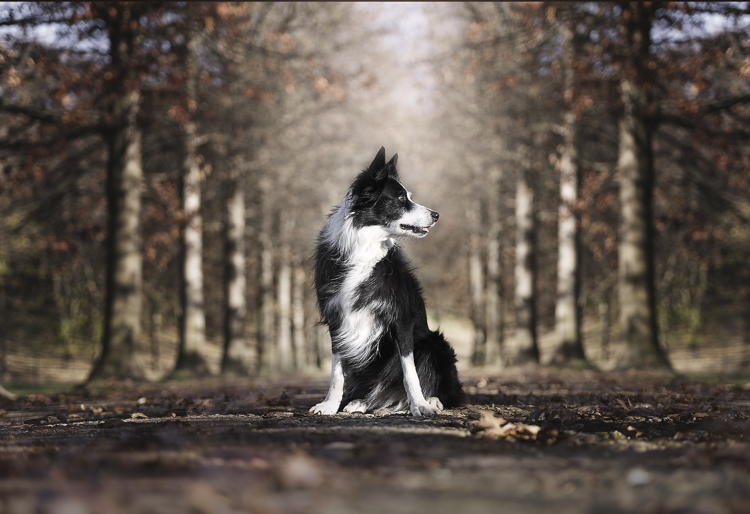 Kira in fase asciugatura.