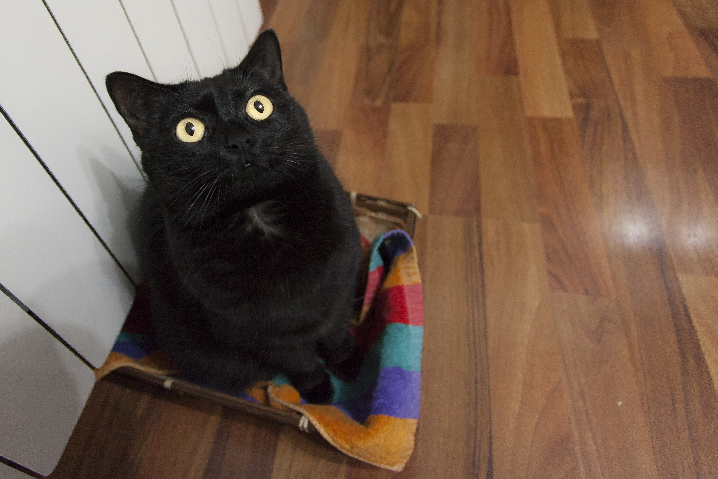 Sit down and shut up!