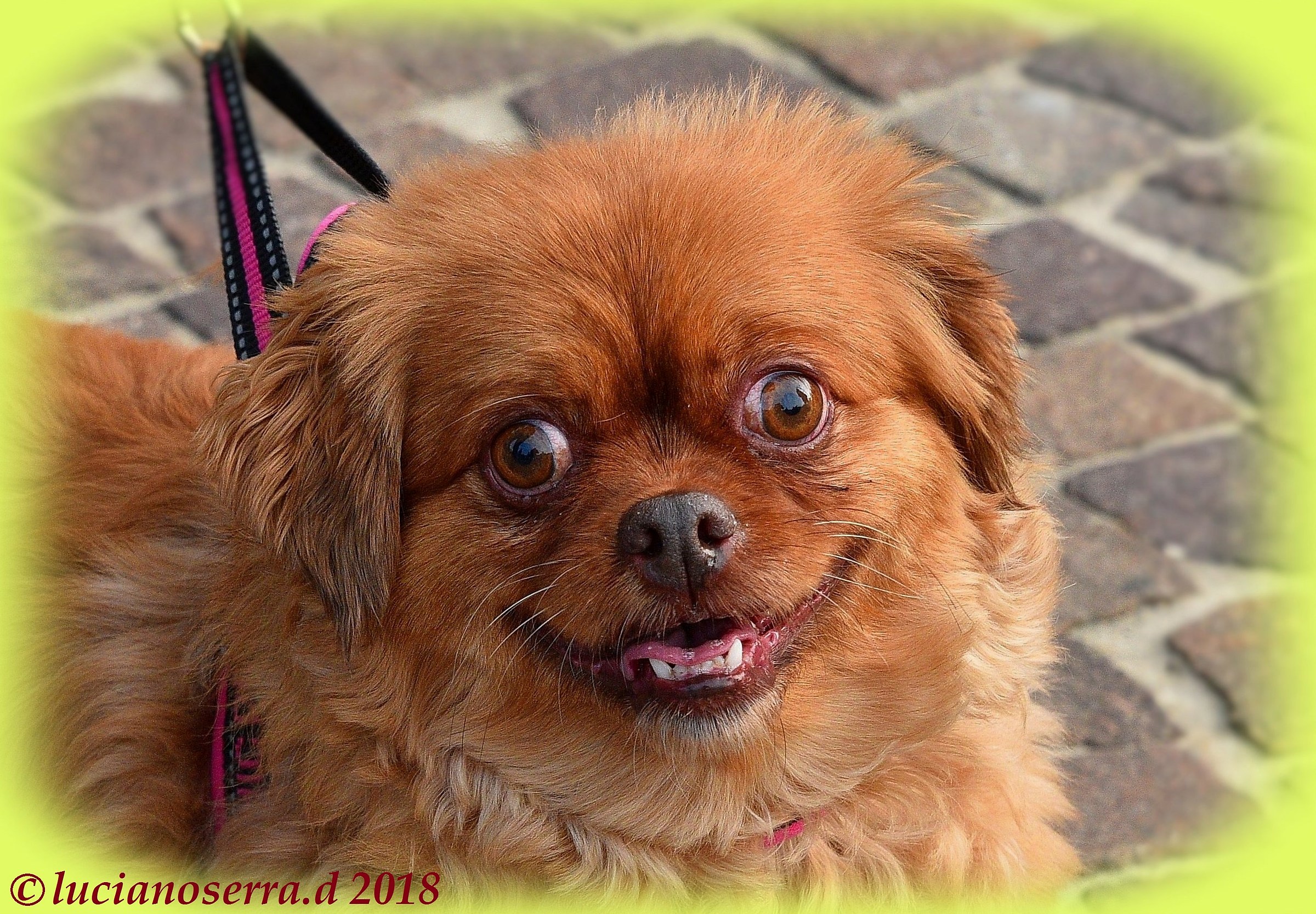 Festa di Sant'Antonio Abate