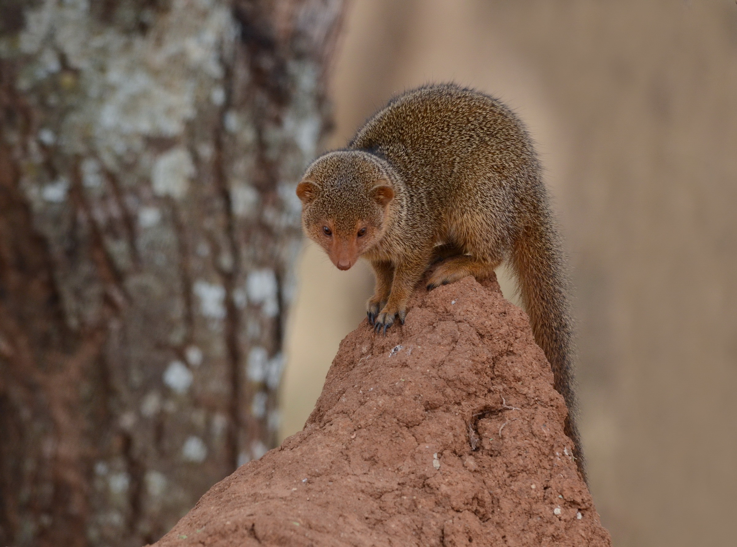 Mangusta sul termitaio