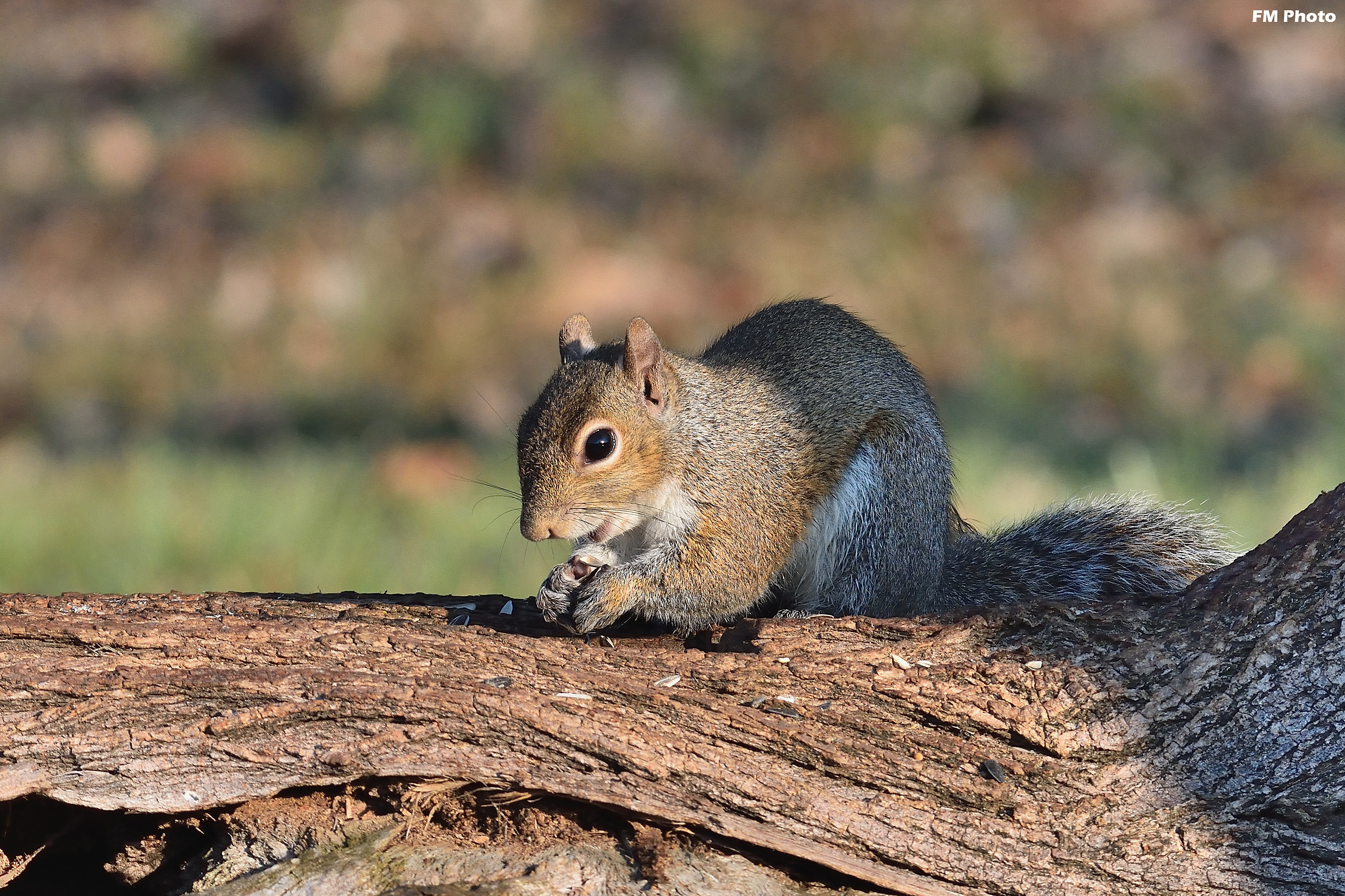 Gray Squirrel