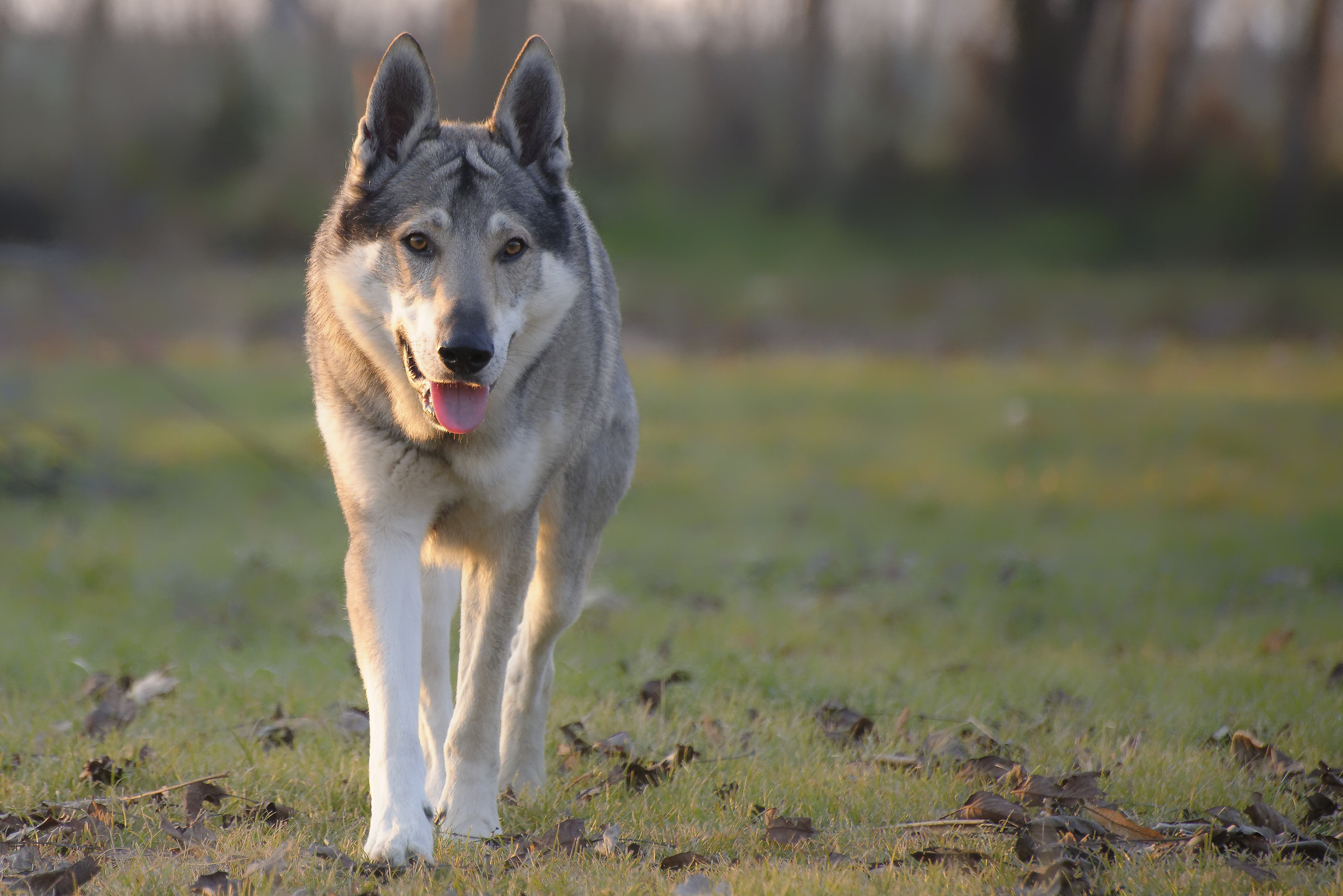 Dakota al tramonto