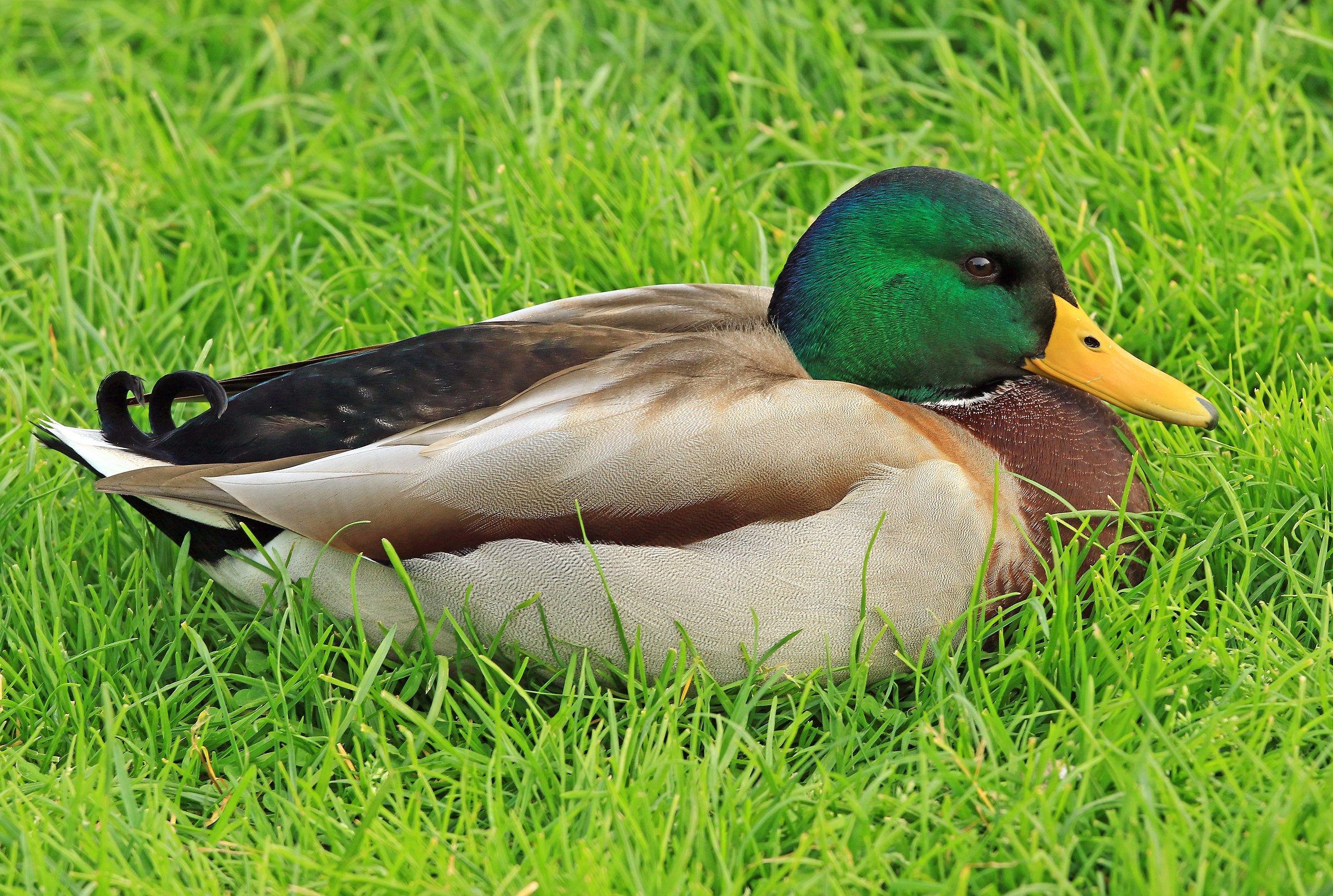 Beautiful specimen of mallard (Anas platyrhynchos)