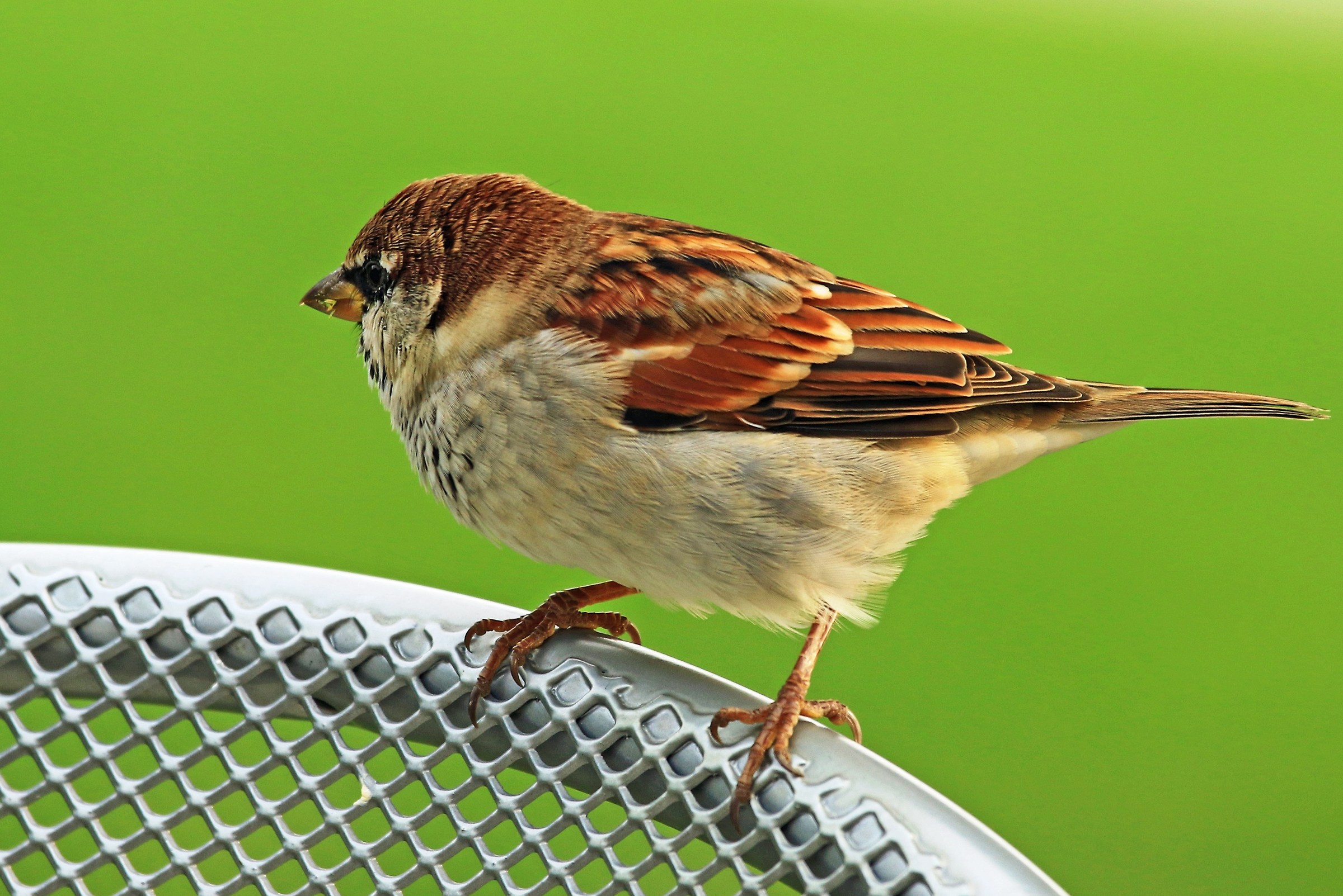 Sparrow (Passer italiae)