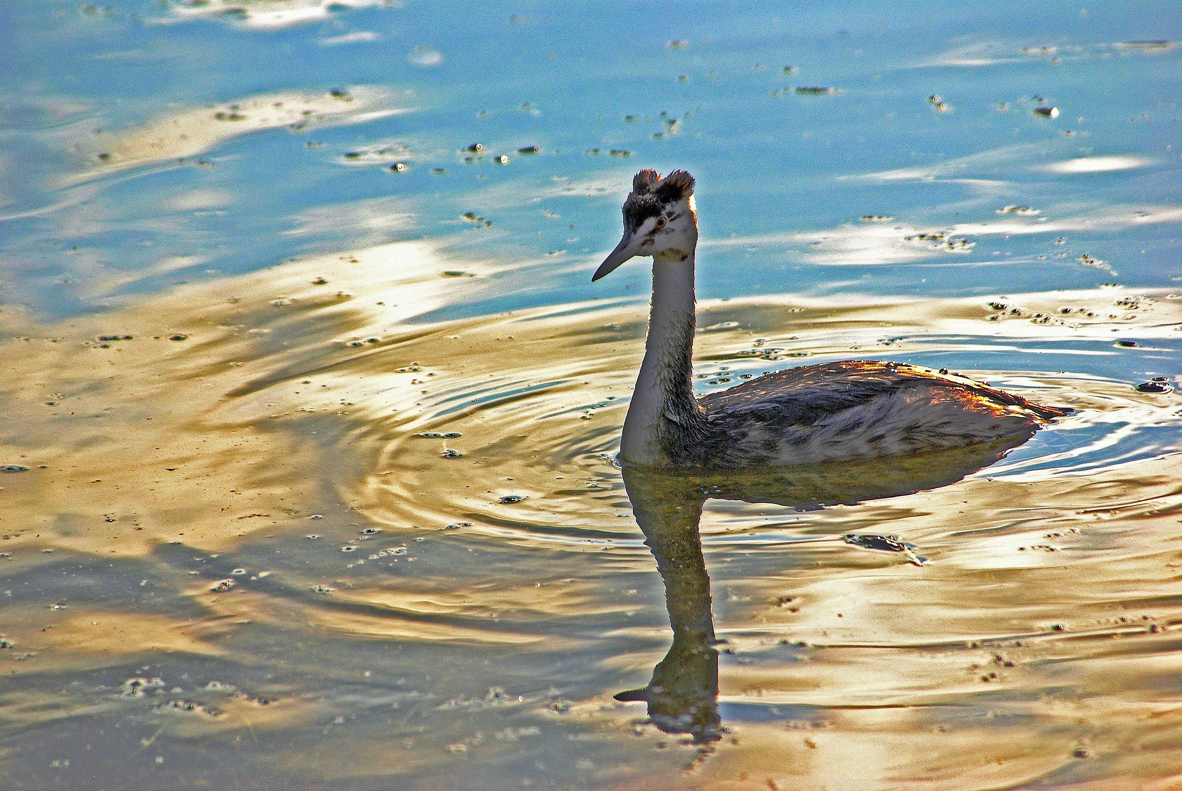 Grebe -1 (Lago di Levico)