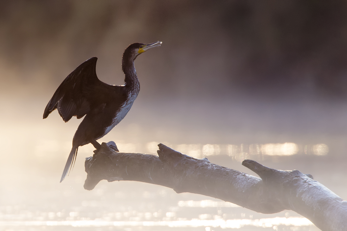 Cormorant