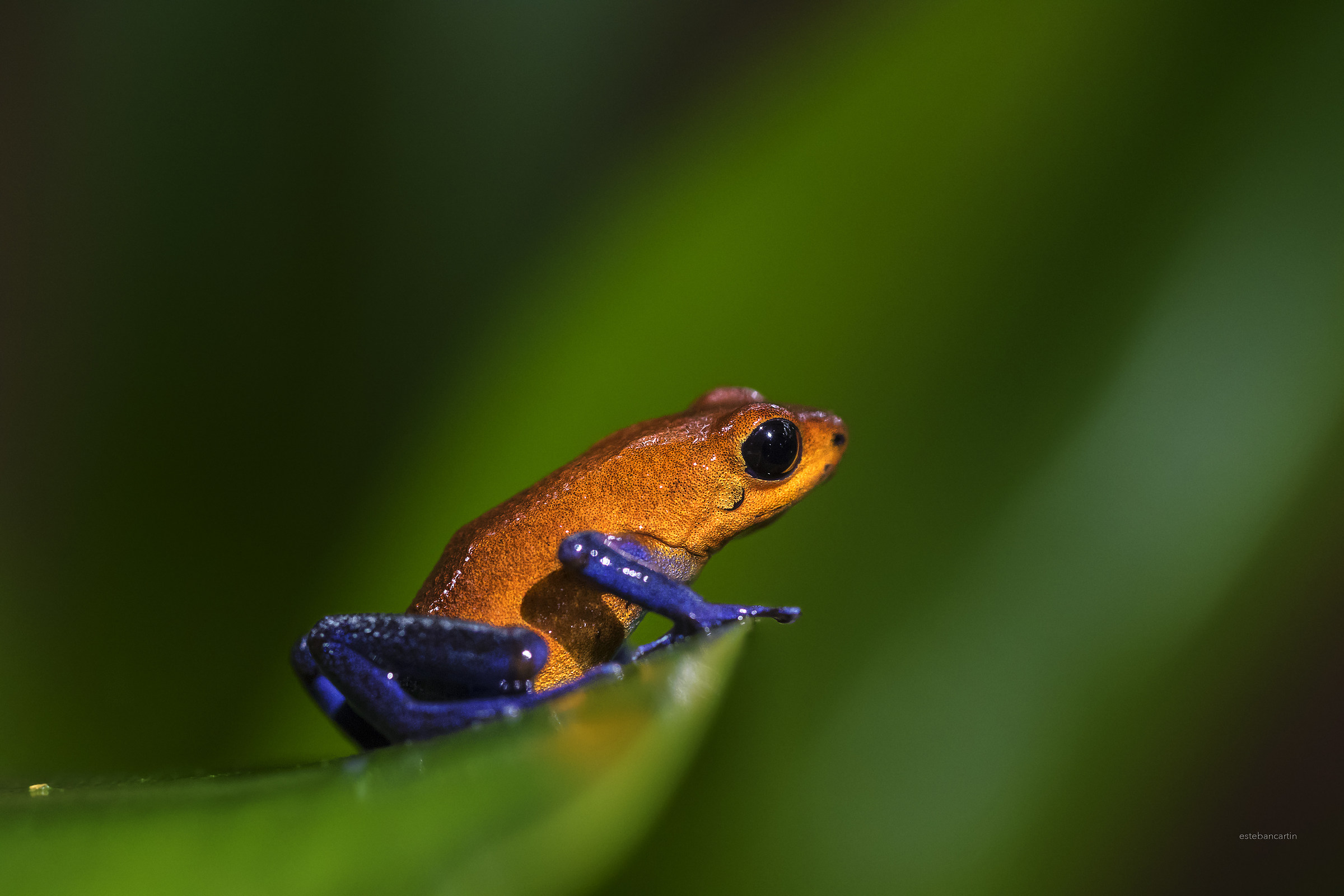 frog "blue jeans" (Oophaga pumilio)