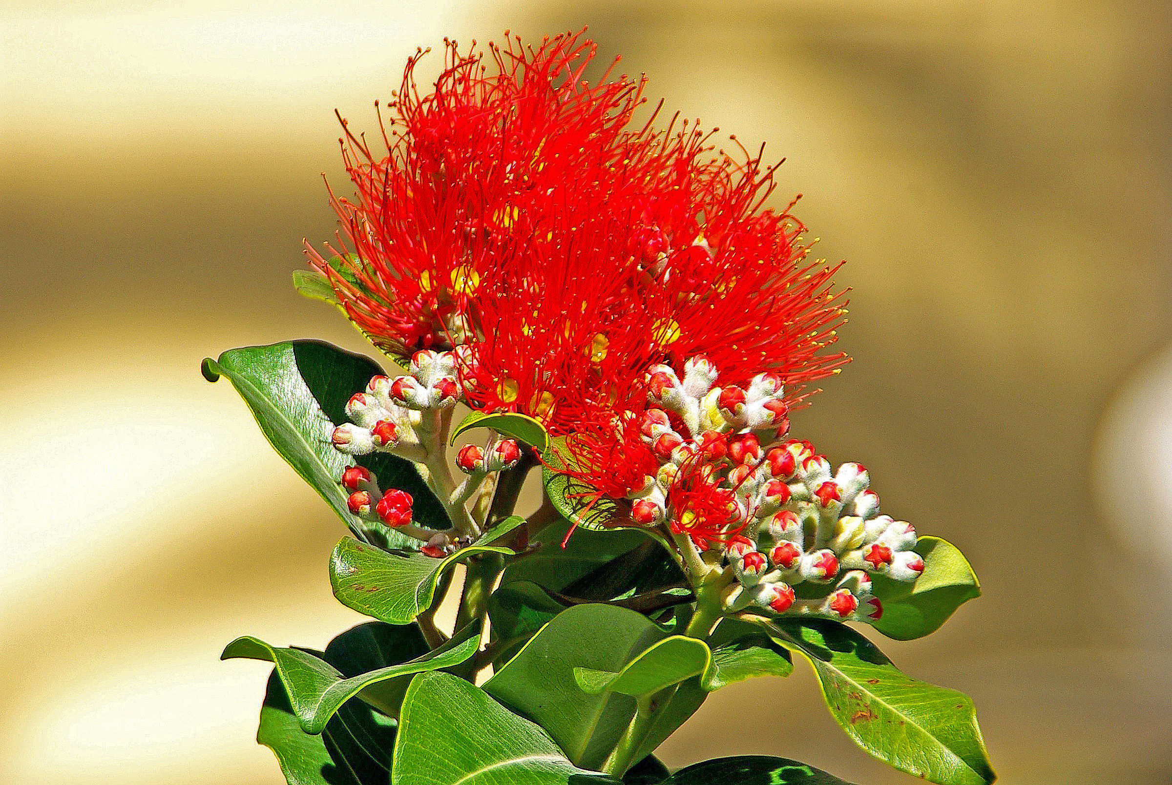 Bottlebrush-1