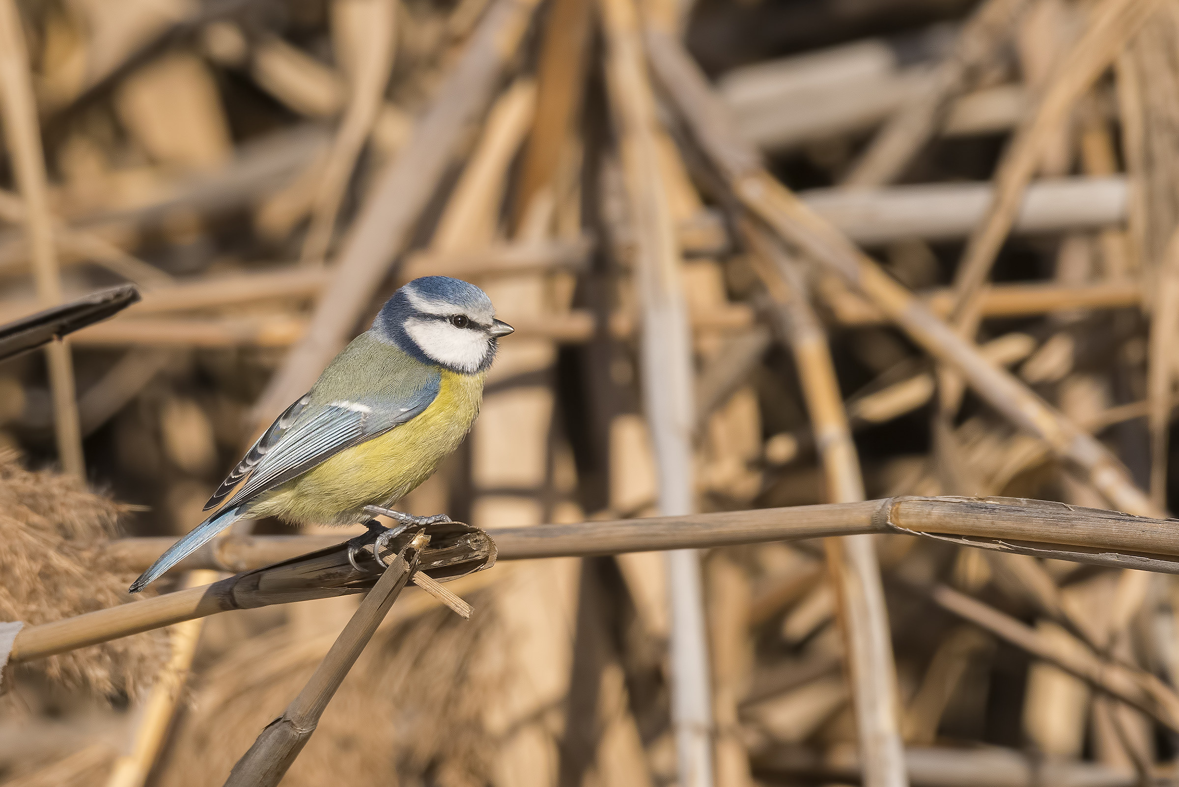 Blue tit in the sun
