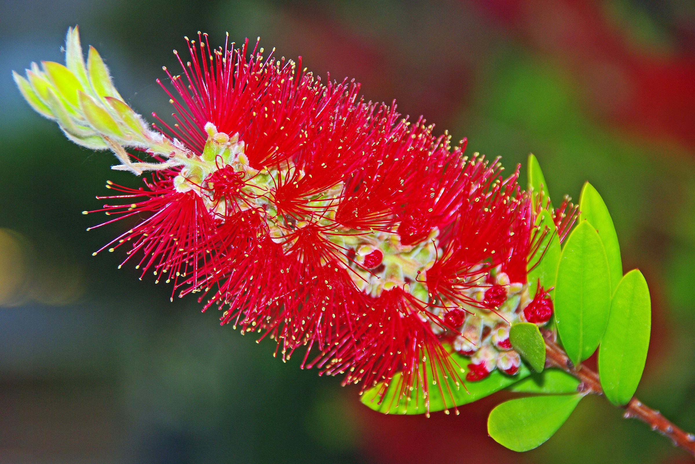 Bottlebrush-2