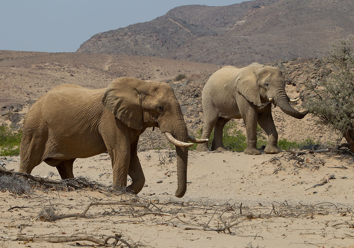 Elephant Mountain (Khowarib)