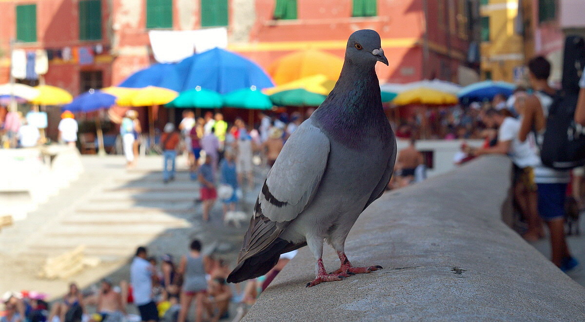 Il piccione viaggiatore!