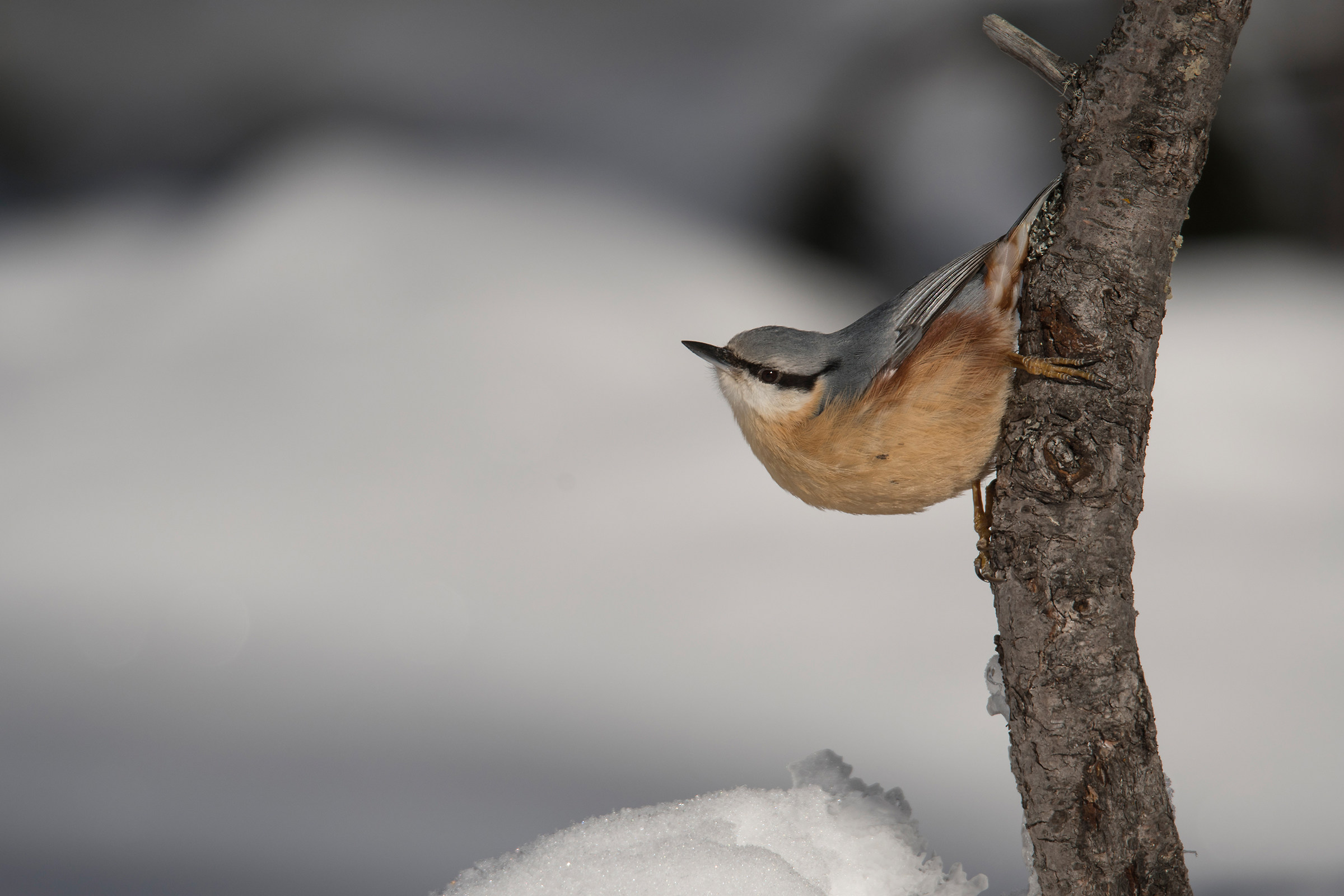 Nuthatch