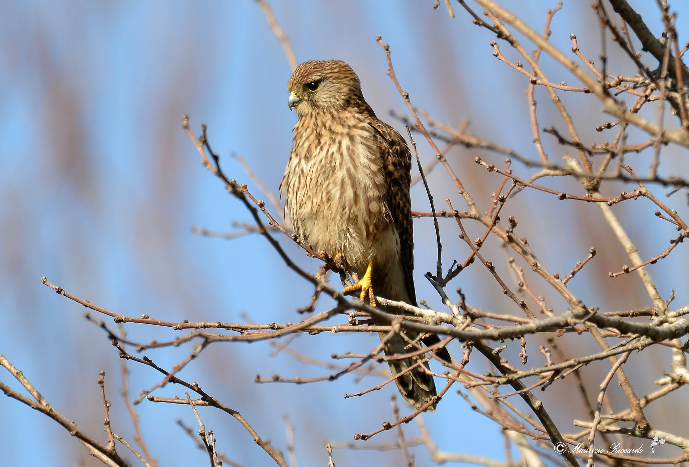 Kestrel