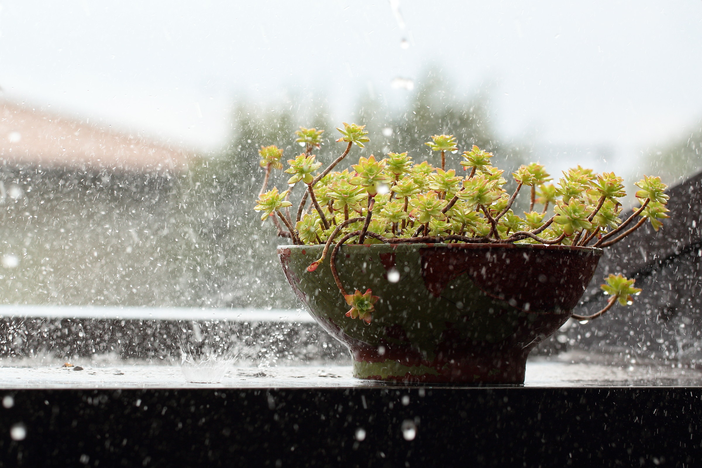 It's raining men! Hallelujah!