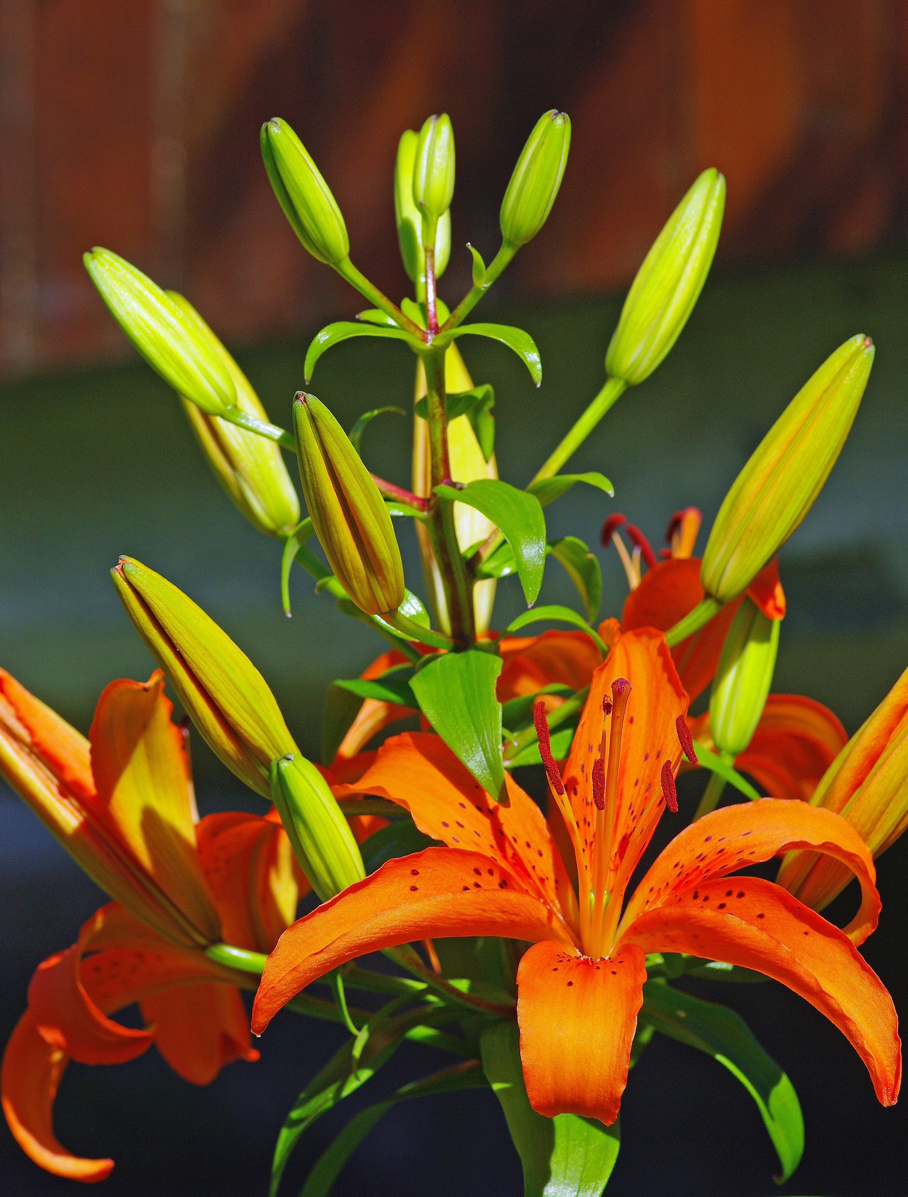 Lilium 4