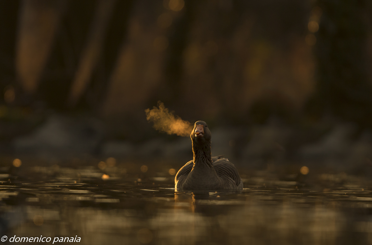 se fumi...sei un'oca