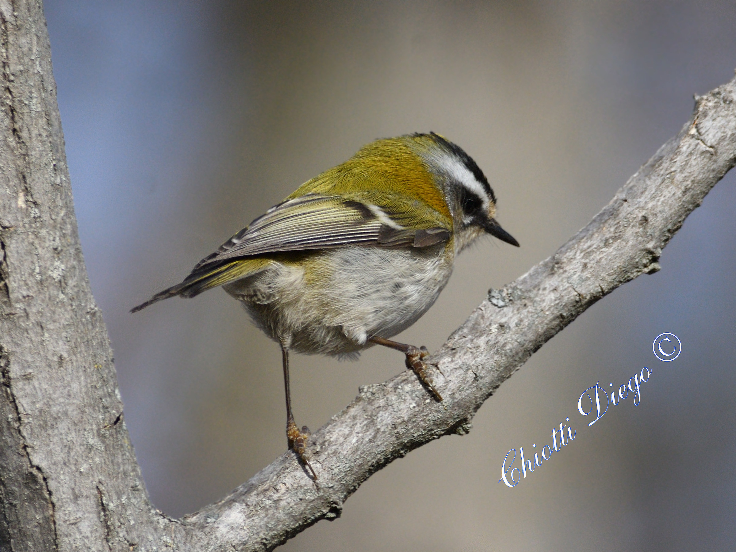 Firecrest