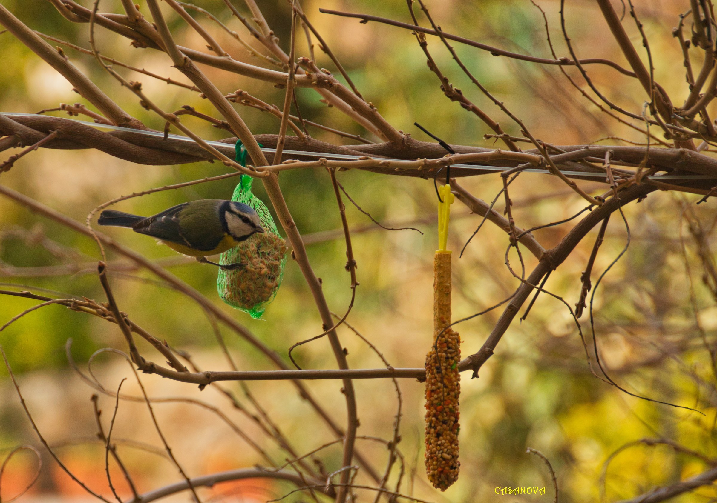 Blue tit at my restaurant