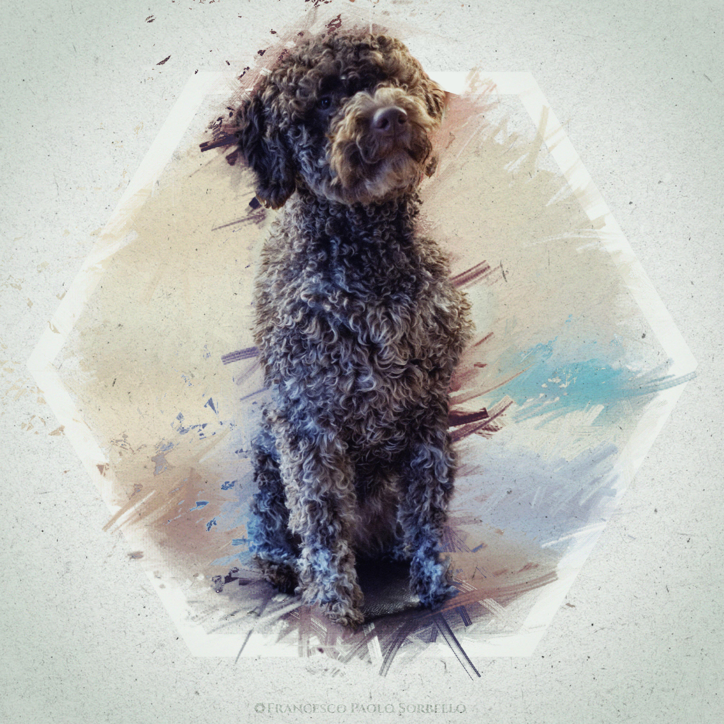 Lagotto Romagnolo