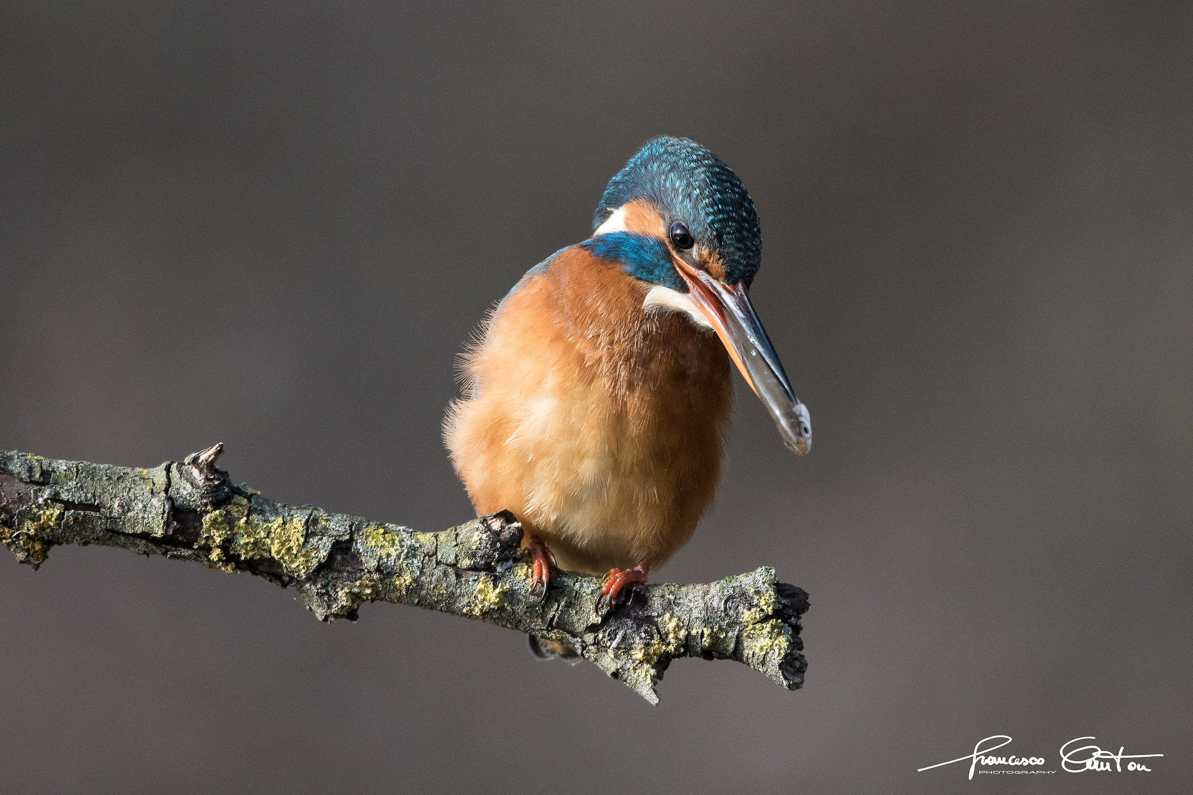 Kingfisher