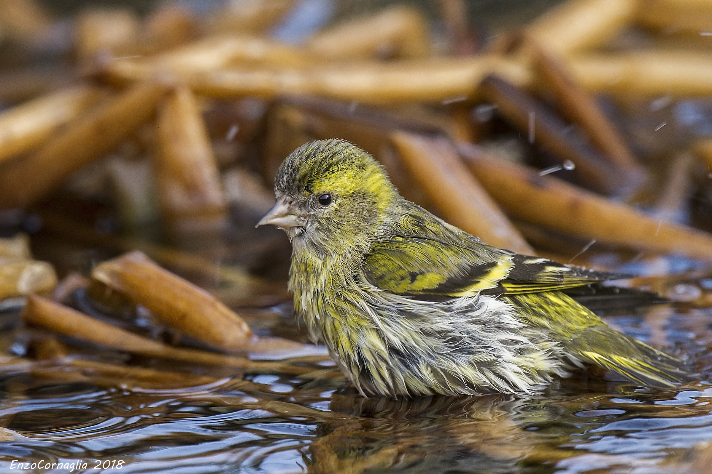Siskin