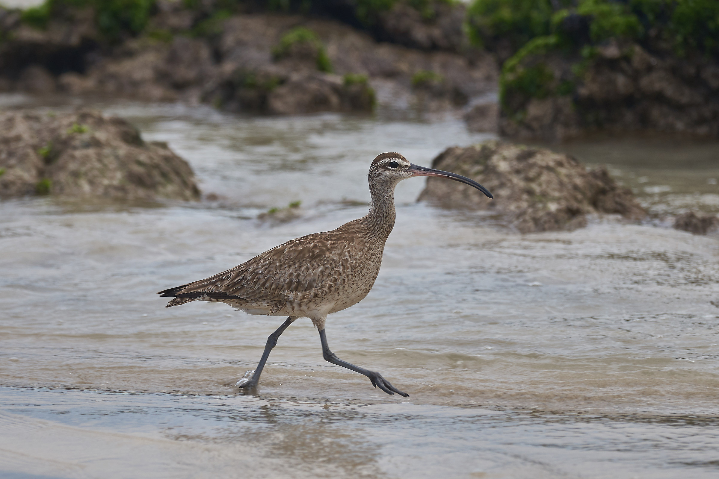 Curlew