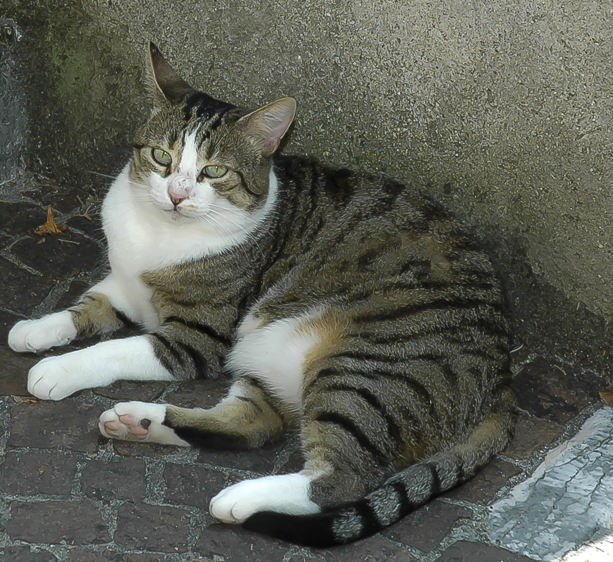 My name is Micio ,,, and you?