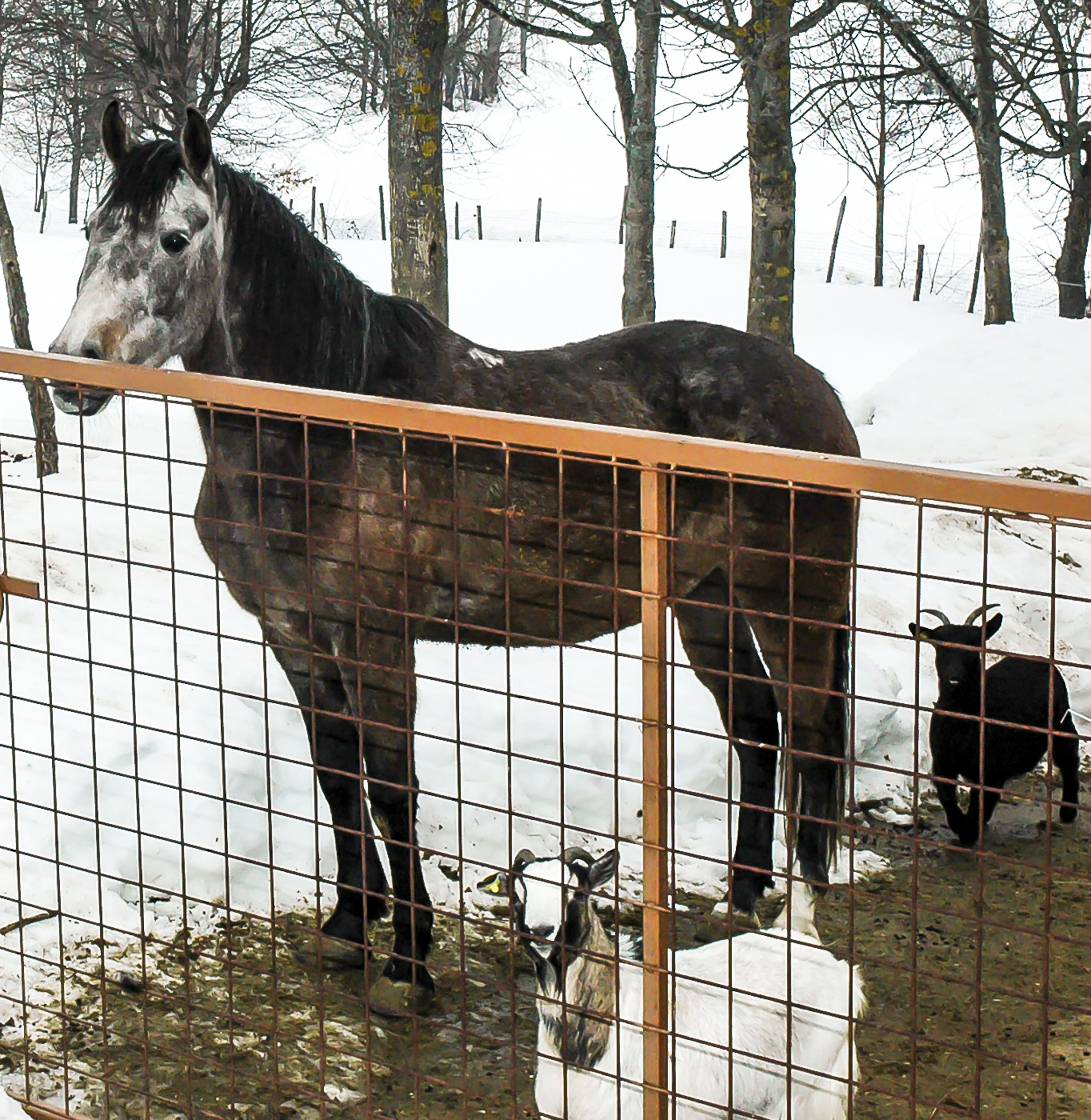 Let us out, here and cold !!!