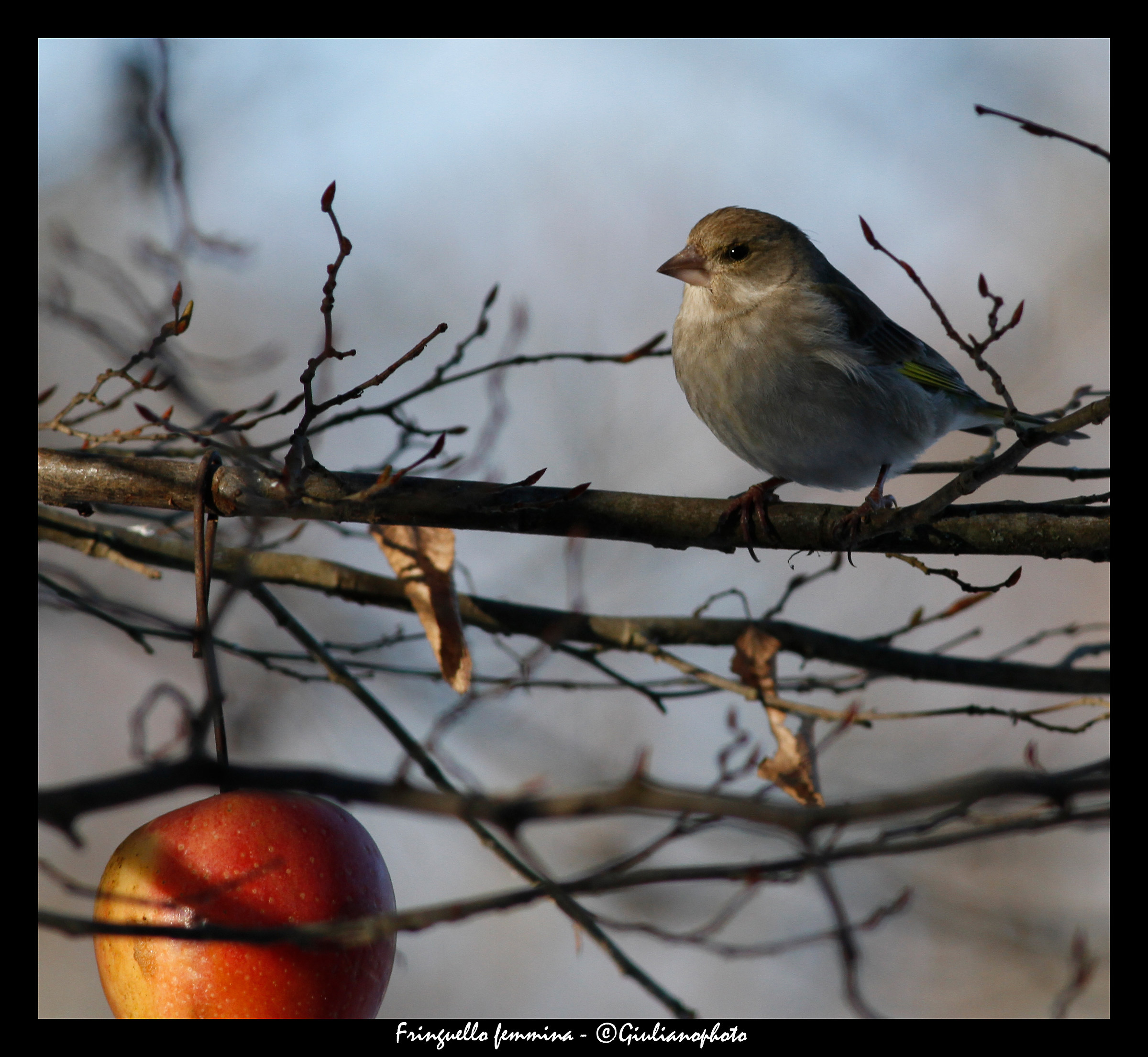 Female chaffinch