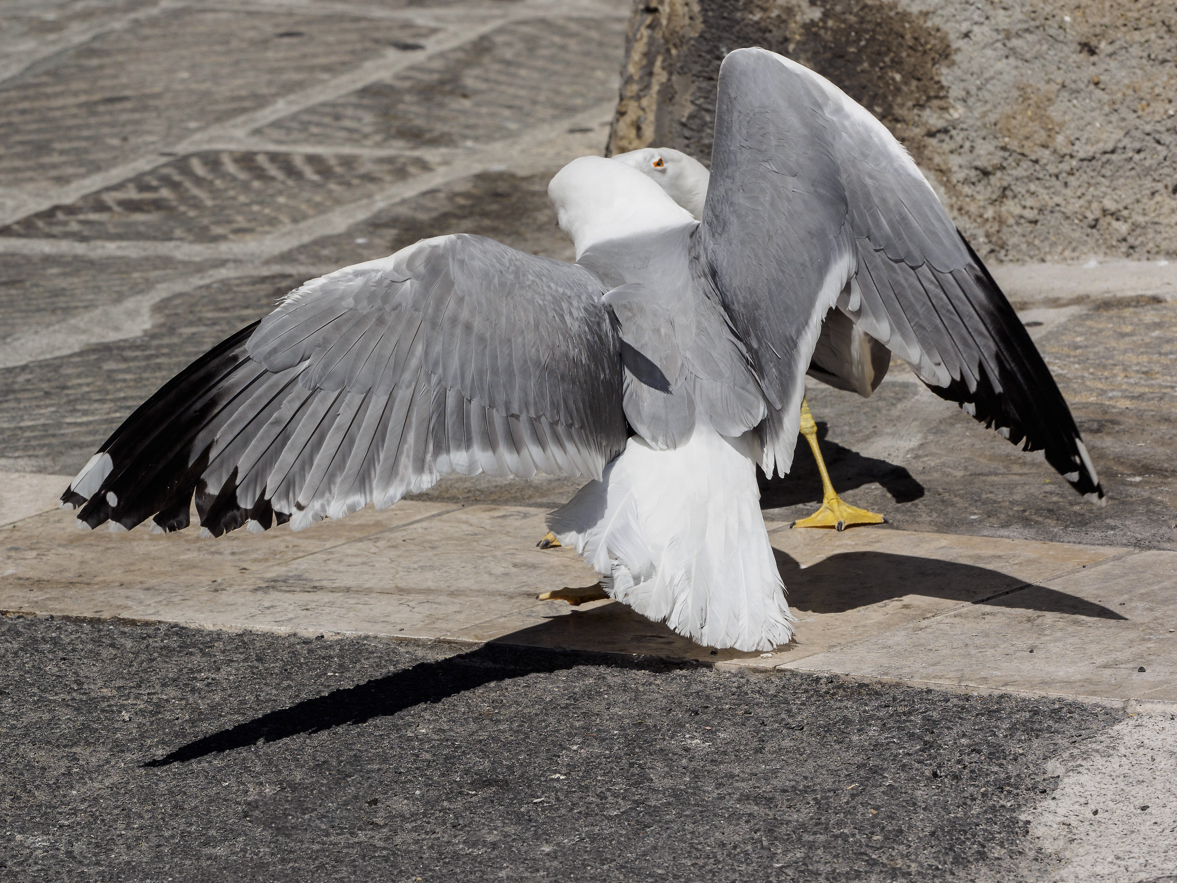 Fighting seagulls 1