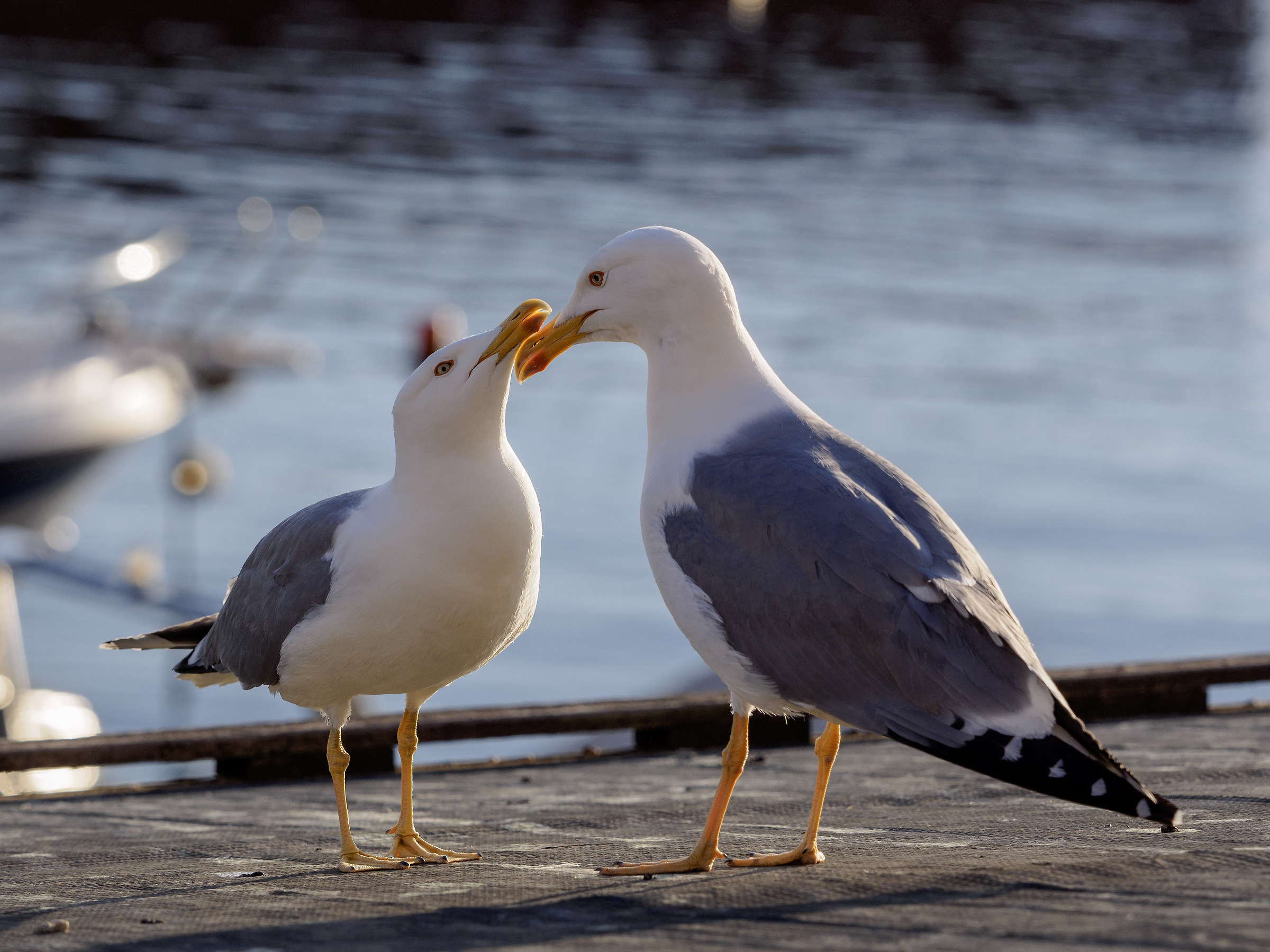 Seagulls in love 1